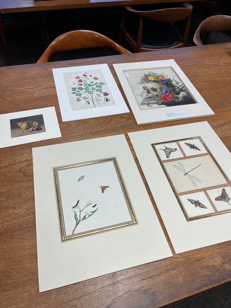 A collection of natural history drawings spread out on a wooden table in the Drawings and Prints Department study room
