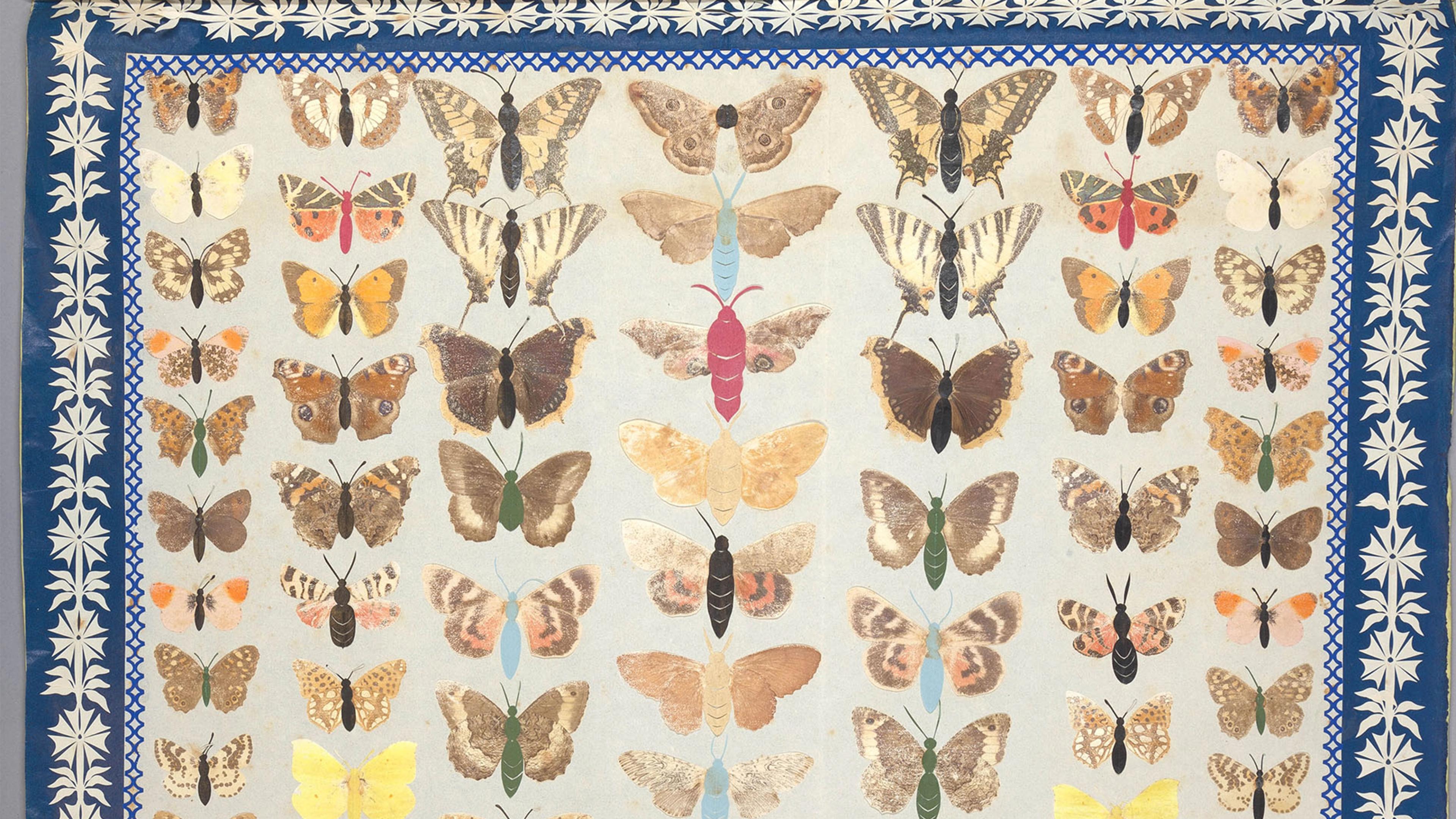 A set of printed colorful butterflies.