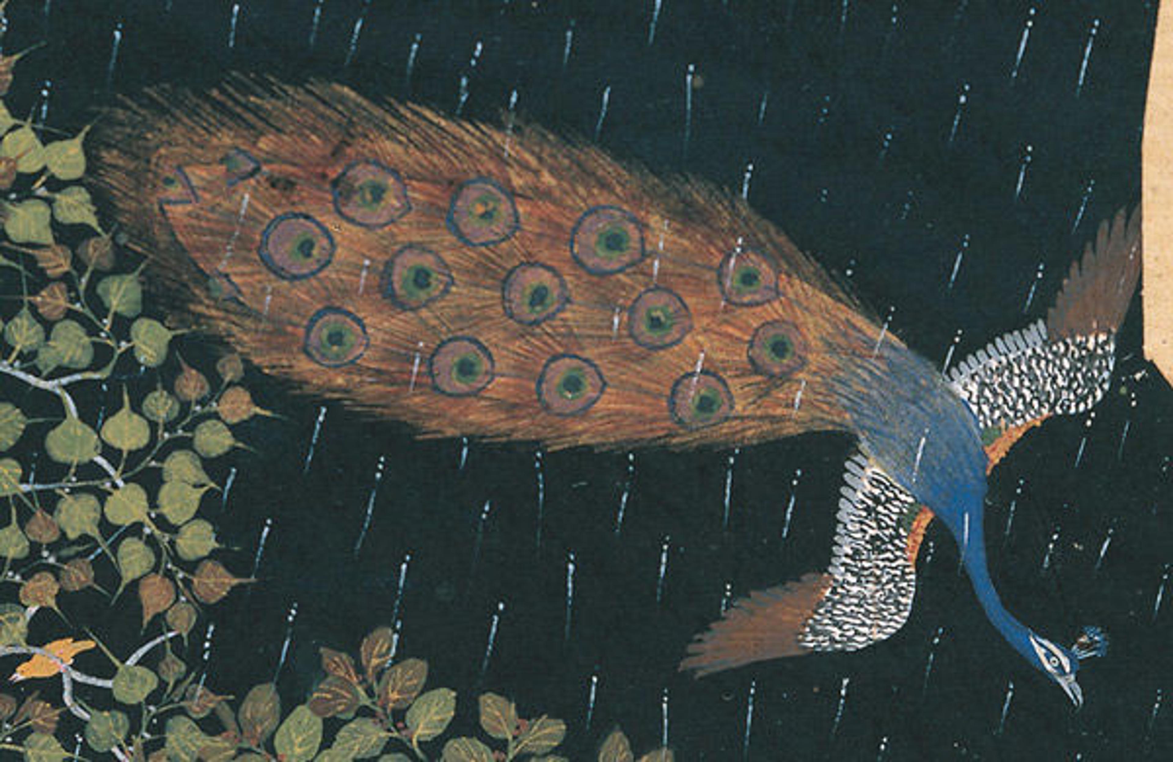 Detail view of the peacock in flight