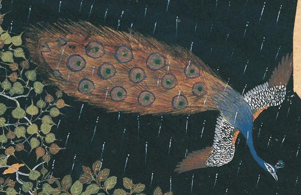Detail view of the peacock in flight