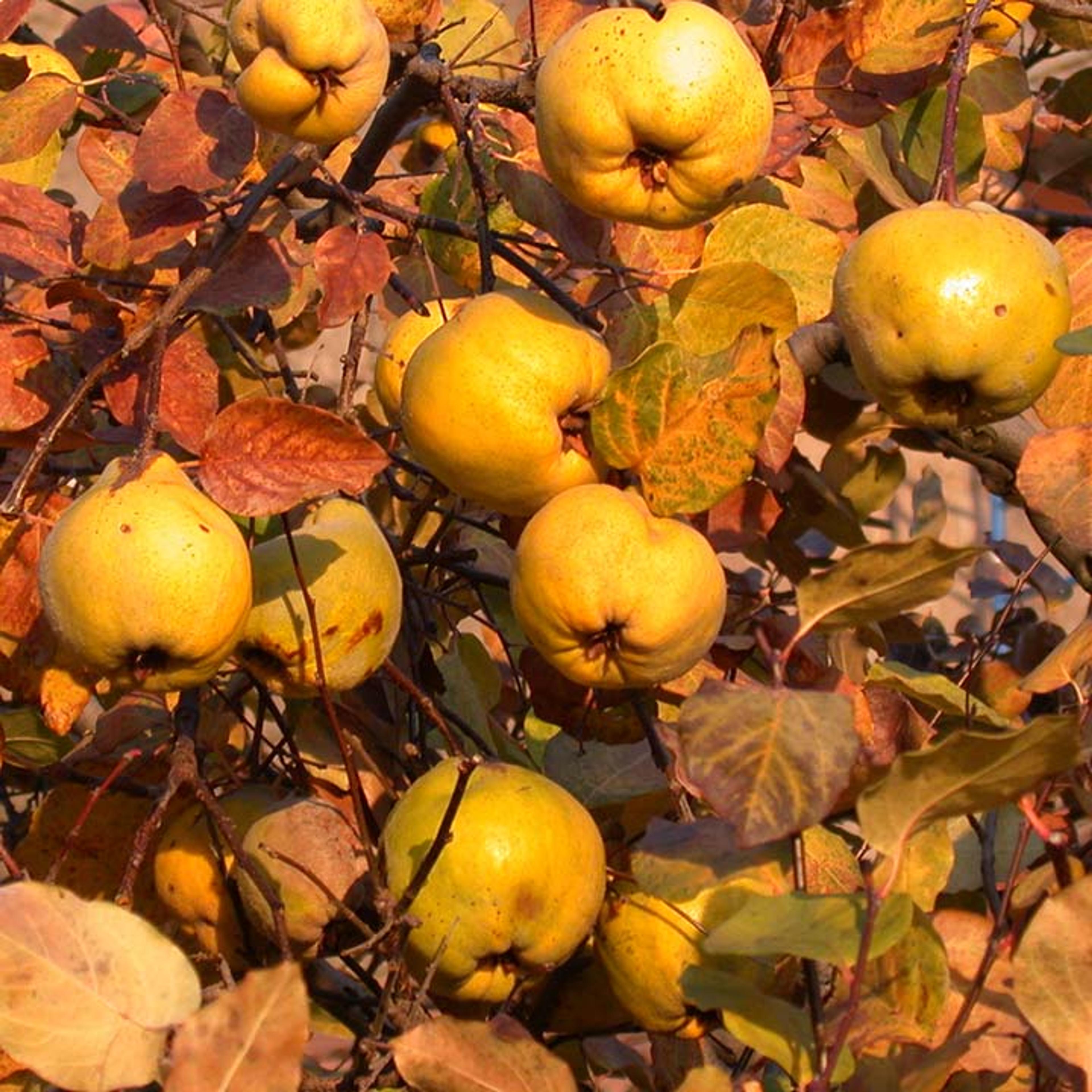 Close-up on a quince tree with ripe yellow fruit and yellow, orange, red, and brown leaves