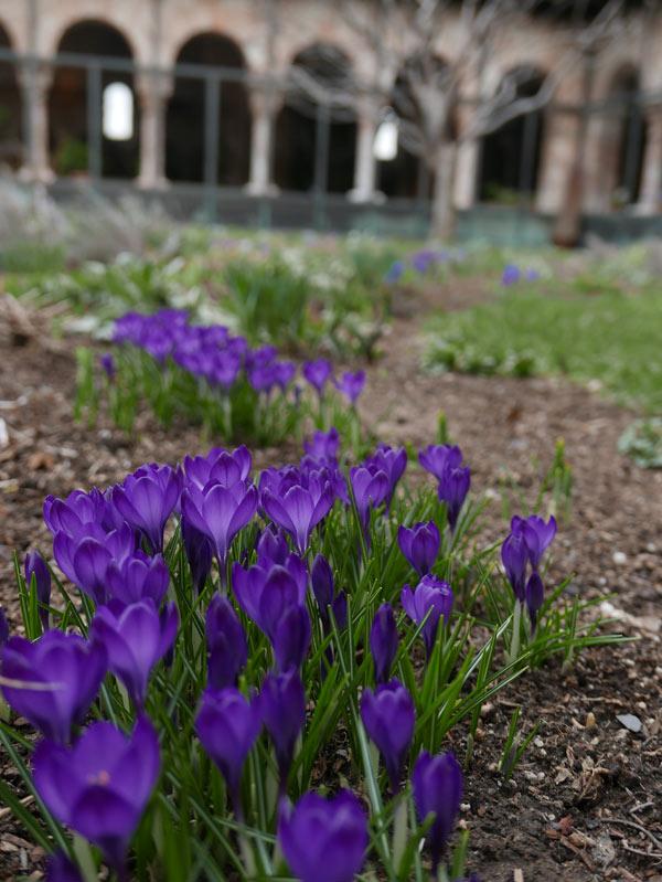 Elsewhere in the gardens, the spring crocus and iris are in full bloom. Photograph by Caleb Leech