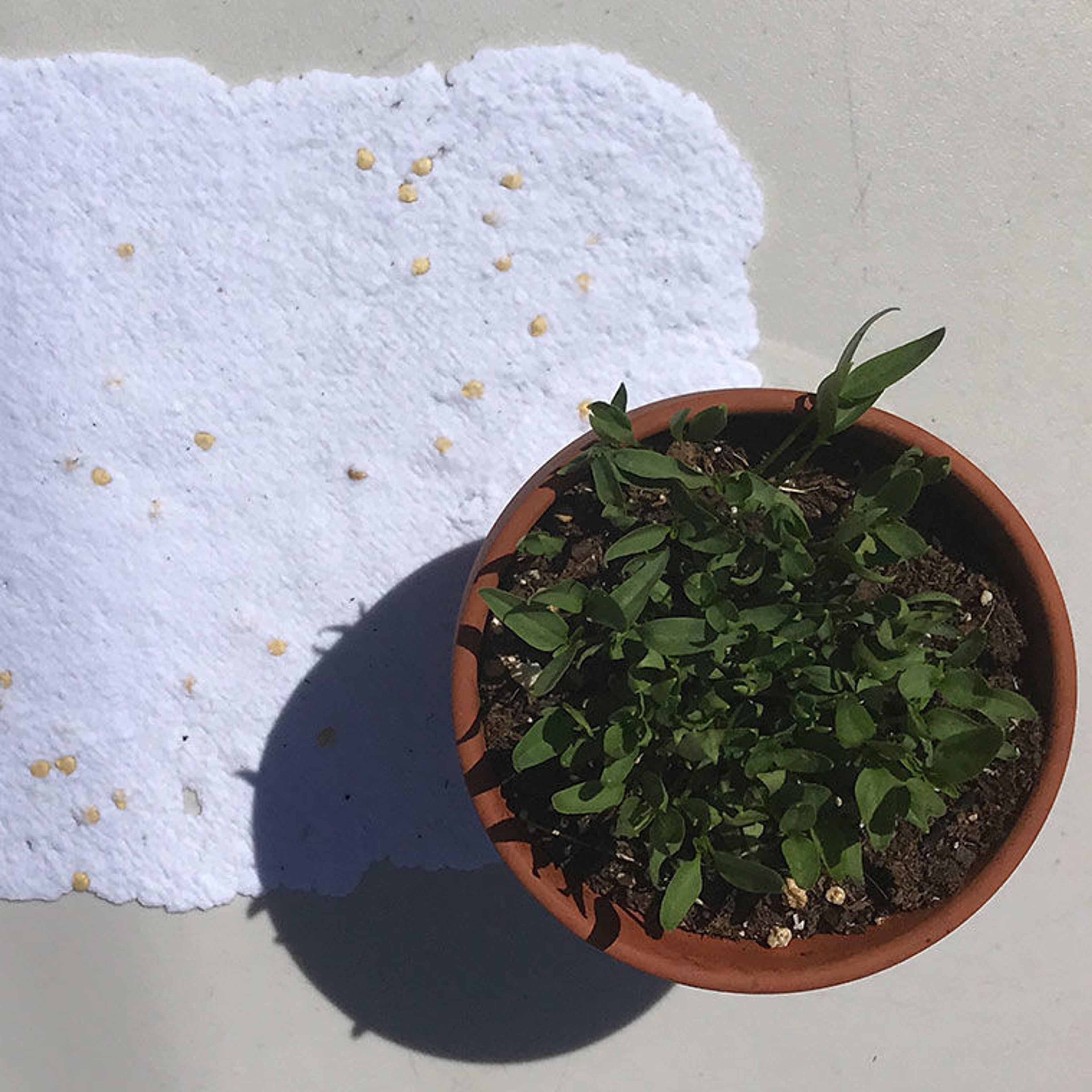 A sheet of hand-made, seeded paper beside a small potted plant