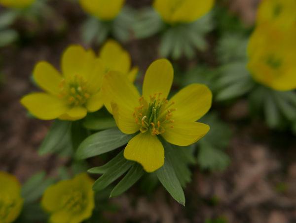 Open Winter Aconite (Eranthis hyemalis). Photograph by Caleb Leech