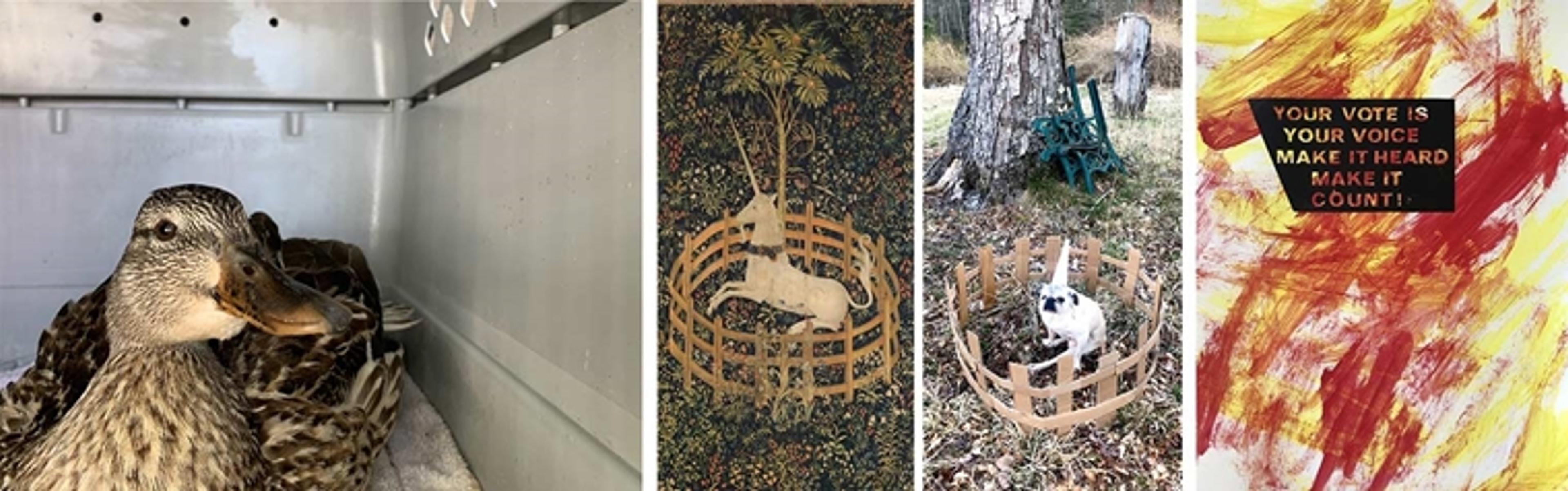 Left: a photo taken inside of a plastic animal character of a brown duck. Center: a tapestry of a unicorn inside a circular fence beside a photo of a seated pug in a birthday hat in a similar-looking fence. Right: An abstract composition of red and yellow paint strokes.