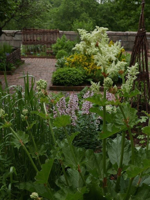 Flowering rhubarb in the Bonnefont Herb Garden. Images courtesy of the author