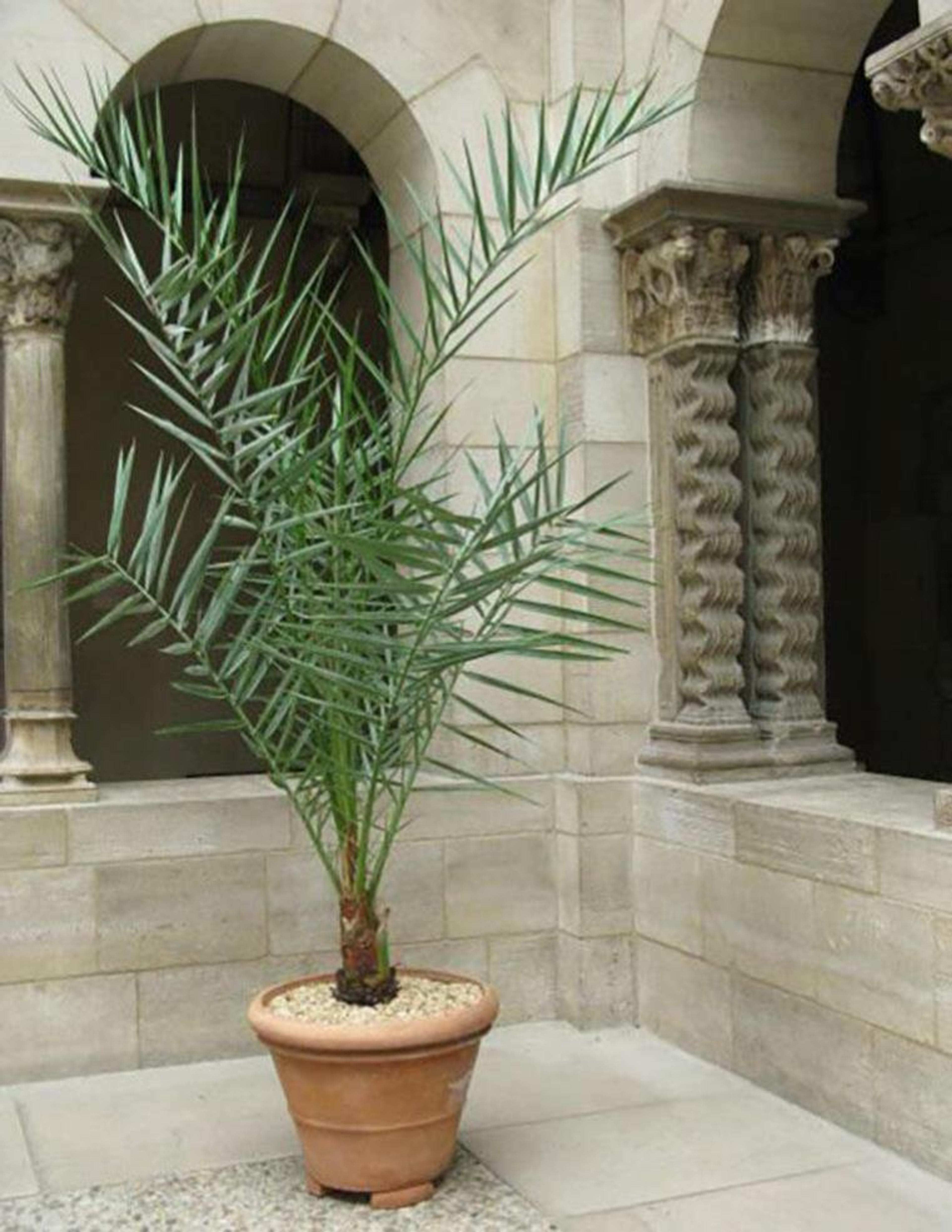 Date palm at the Saint-Guilhem Cloister at The Met Cloisters