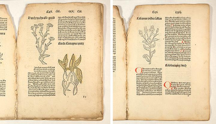 Der Gart der Gesuntheit