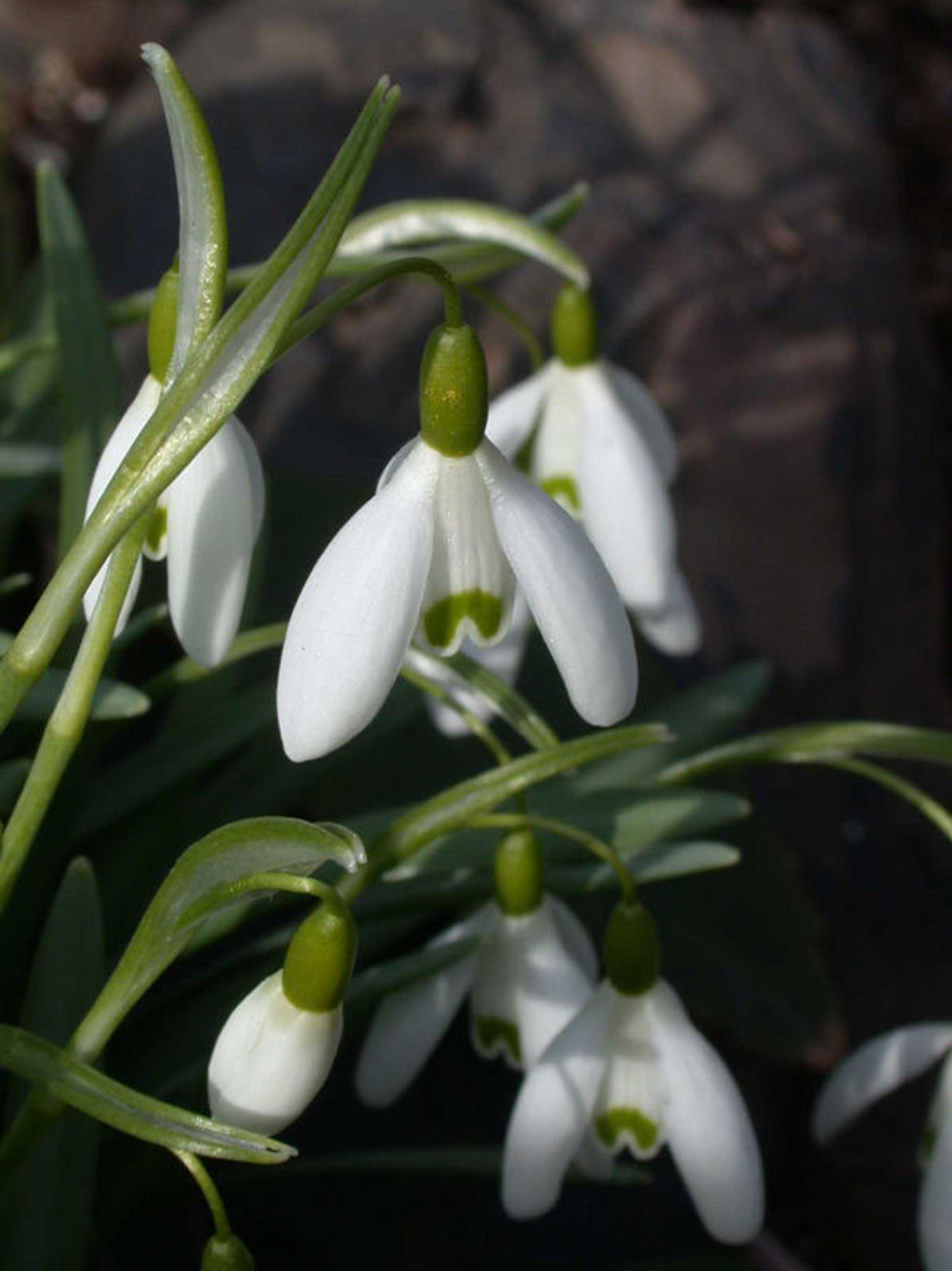 Drooping white flowers