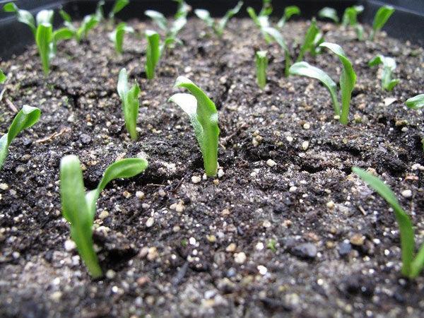 The tray of Mandrake (Mandragora officinarum) seedlings. Photo by Yvette Weaver