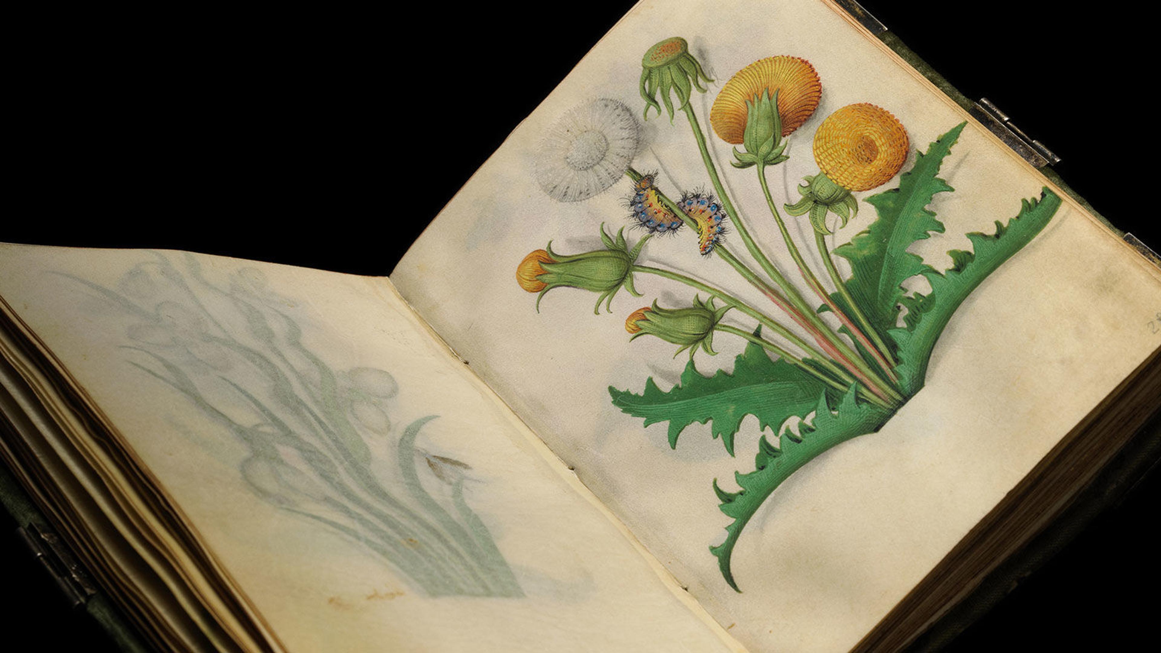 An open book with an ornate painting of a flower