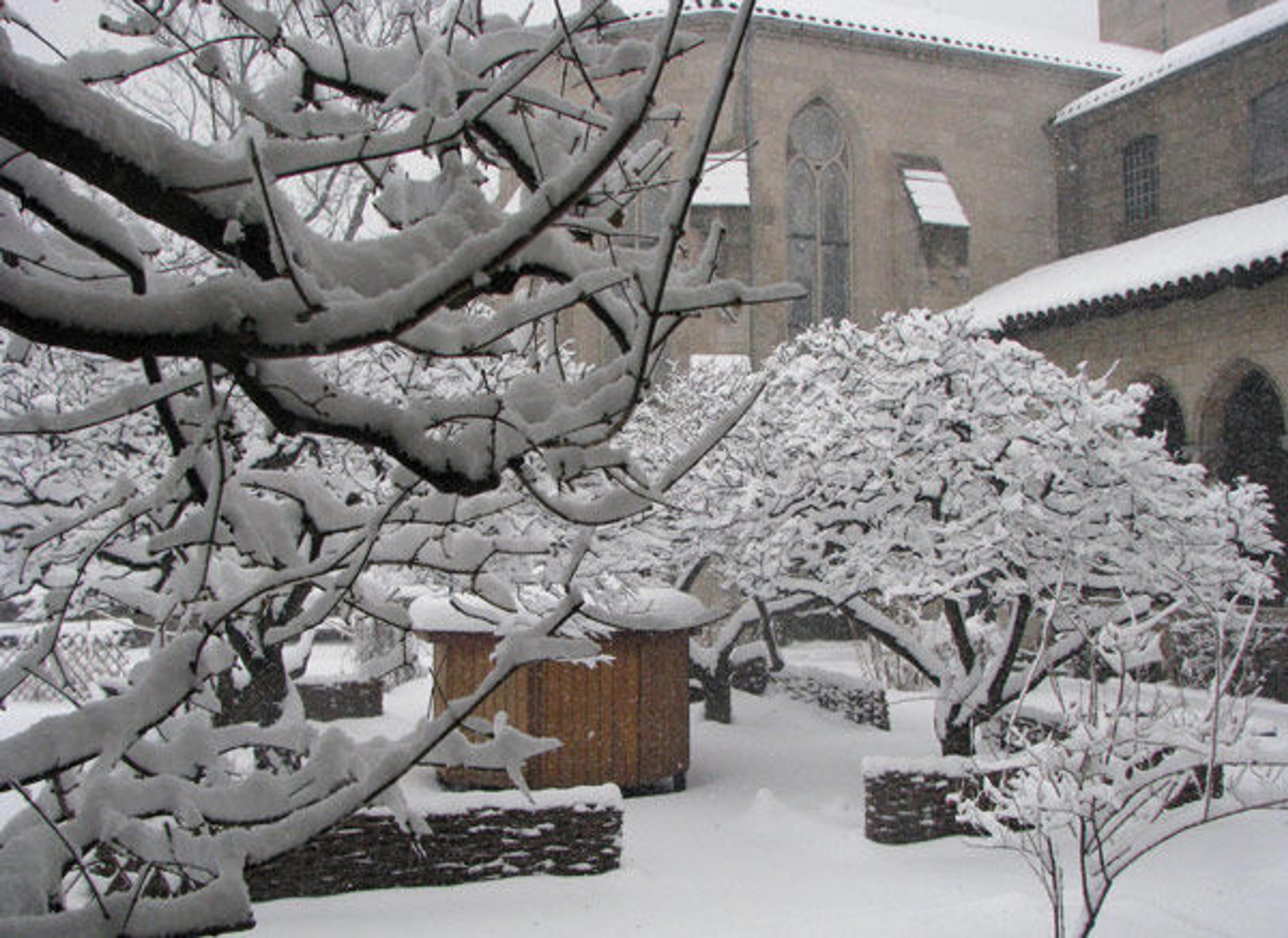 Snow-covered trees in the Bonnefont Cloister