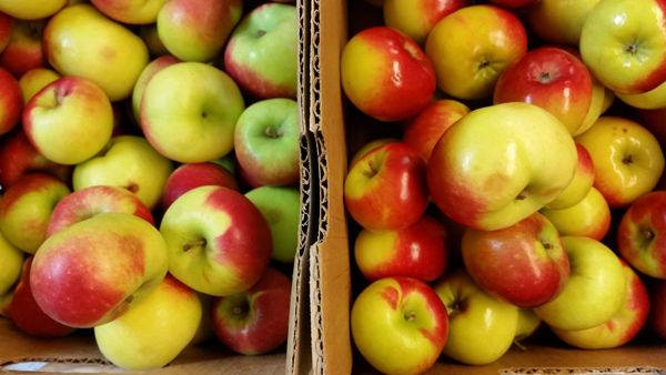 Lady apples