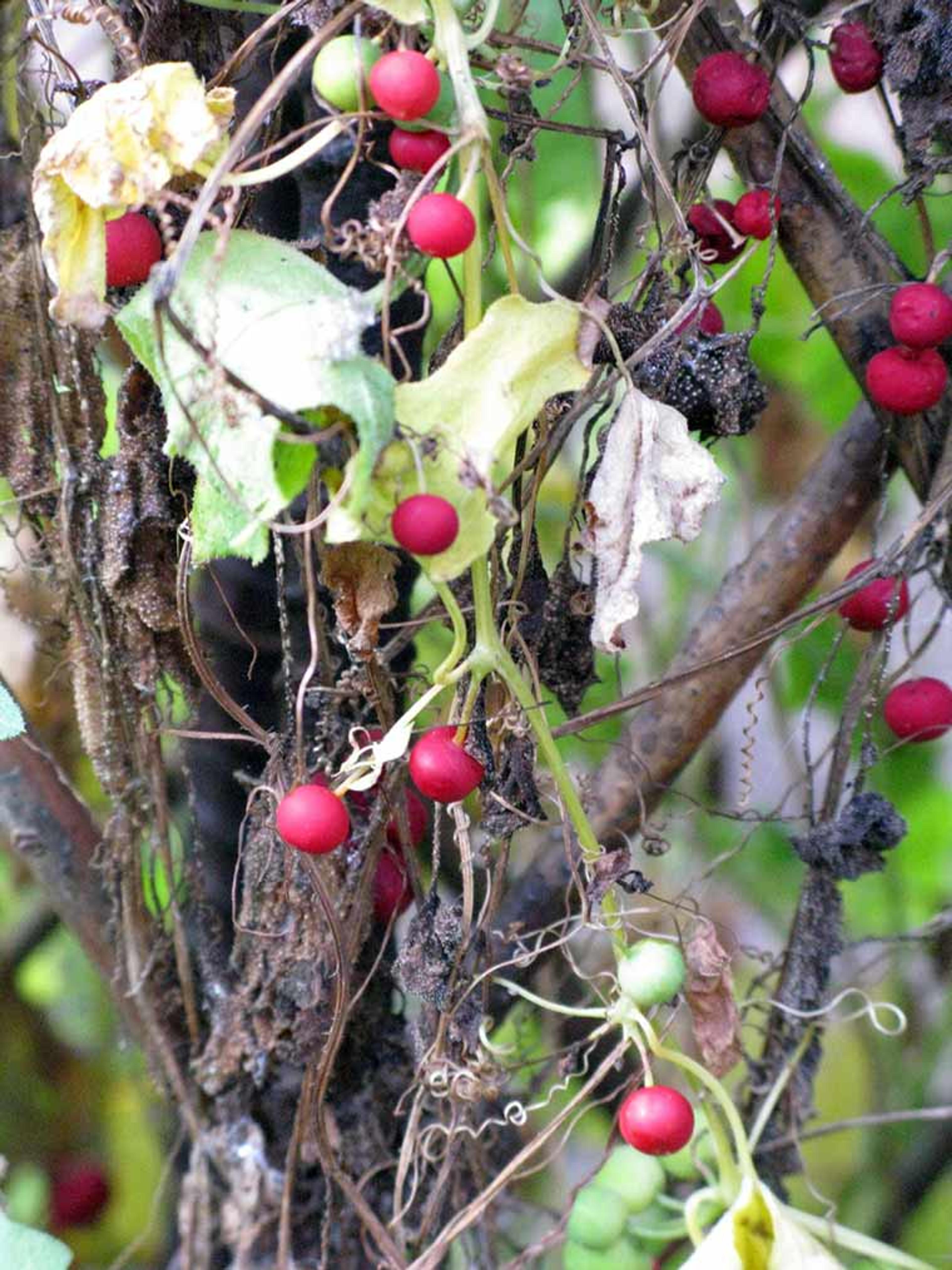 Close-up view of ripe red bryony on the vine