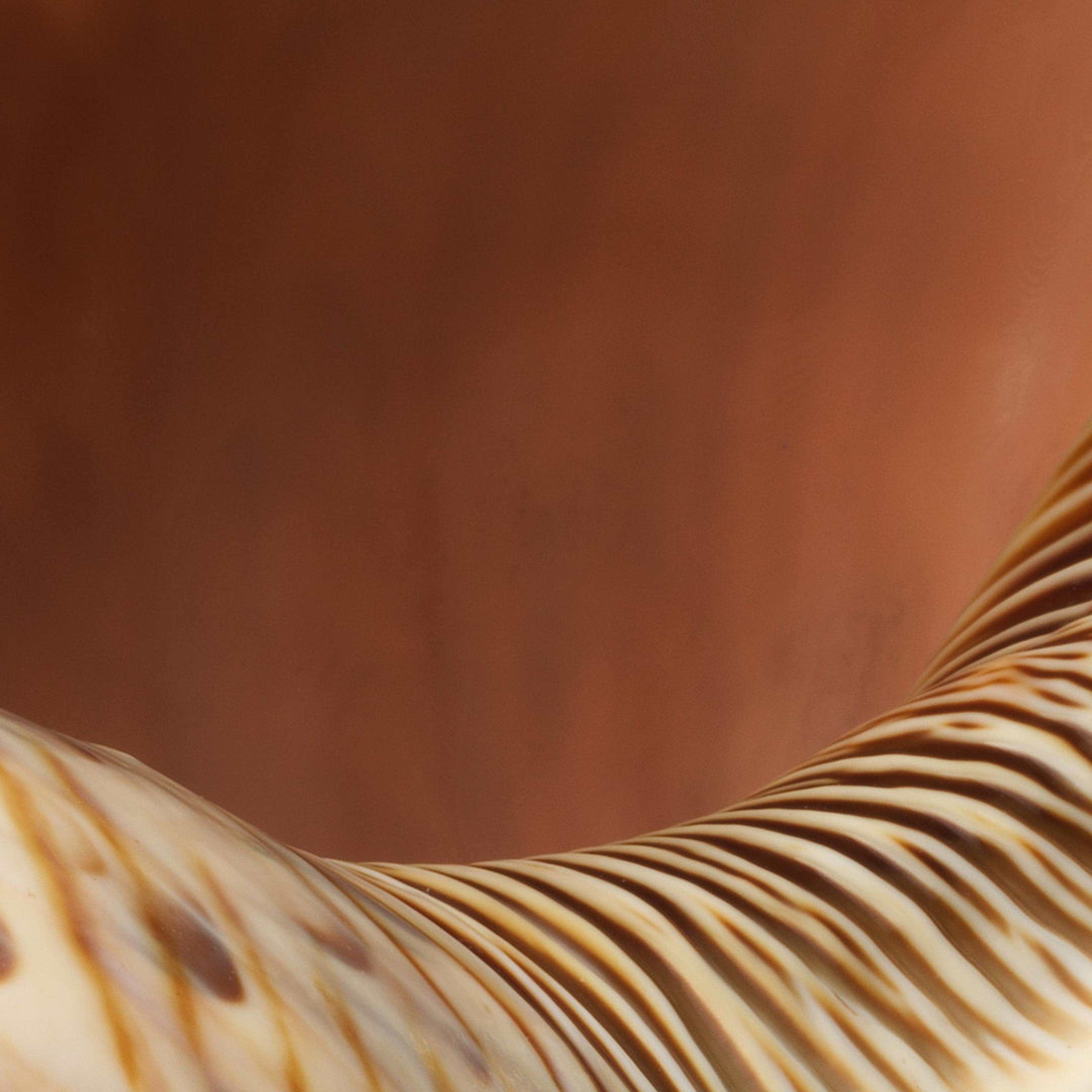 Detail view of the inside of a conch shell