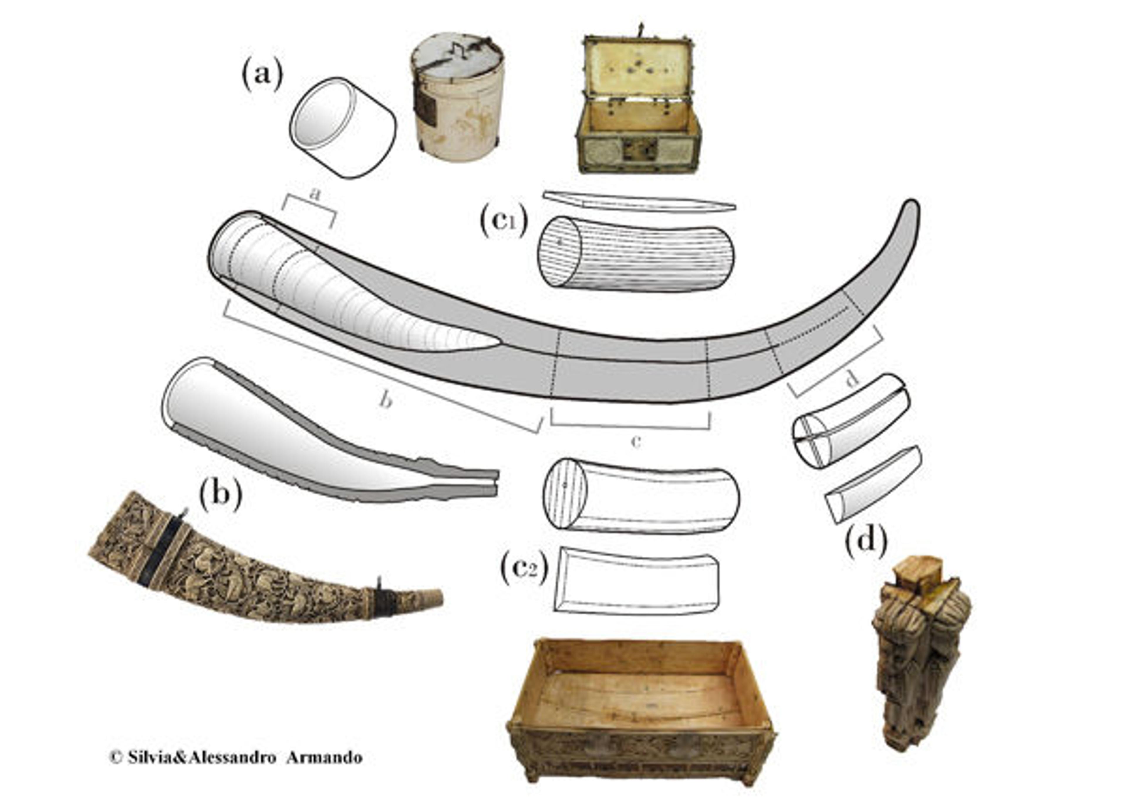 Diagram of an elephant tusk showing sections of possible cuts and the different objects which could be created from them. © Silvia and Alessandro  Armando