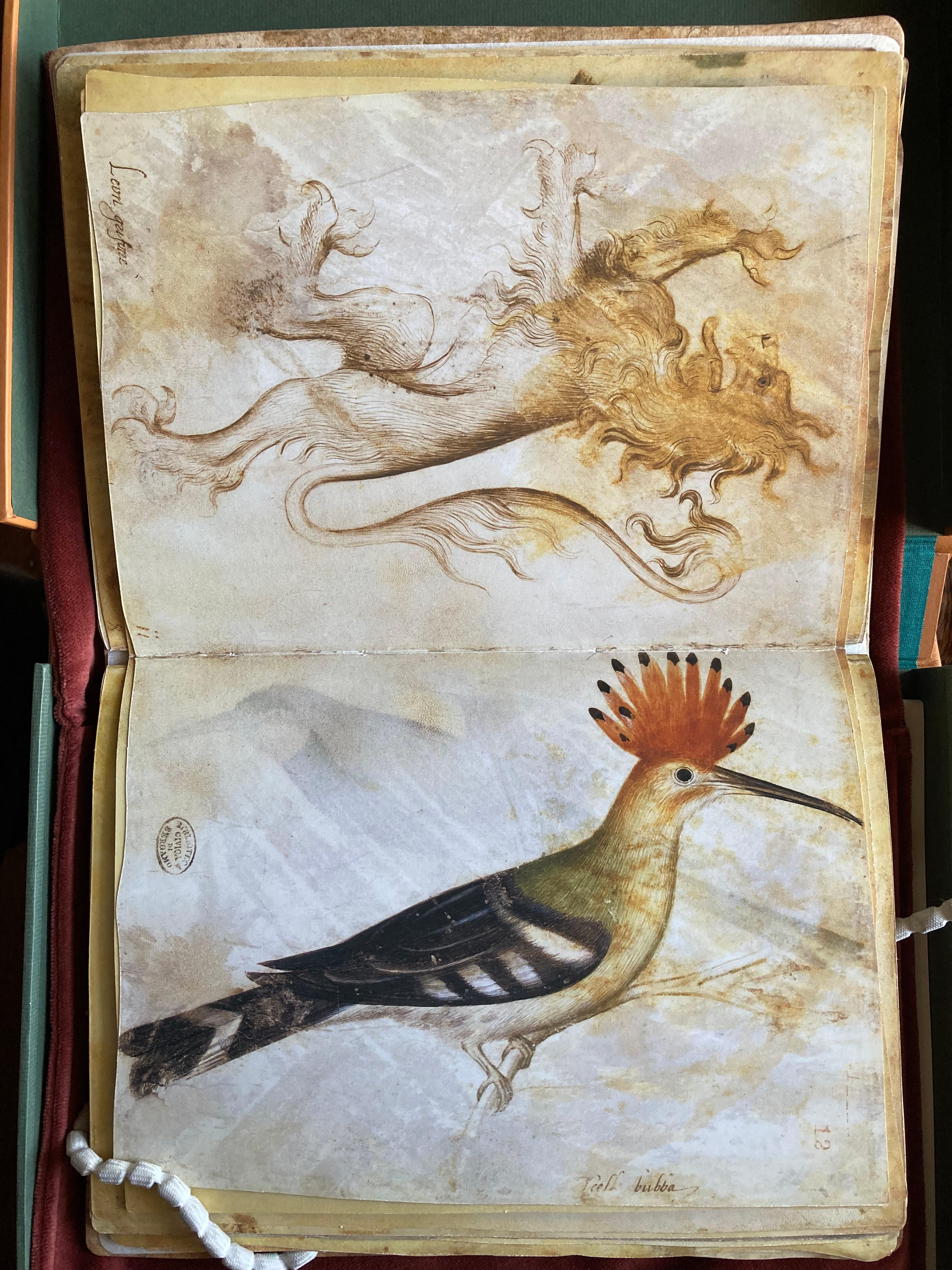 Two illustrations of animals