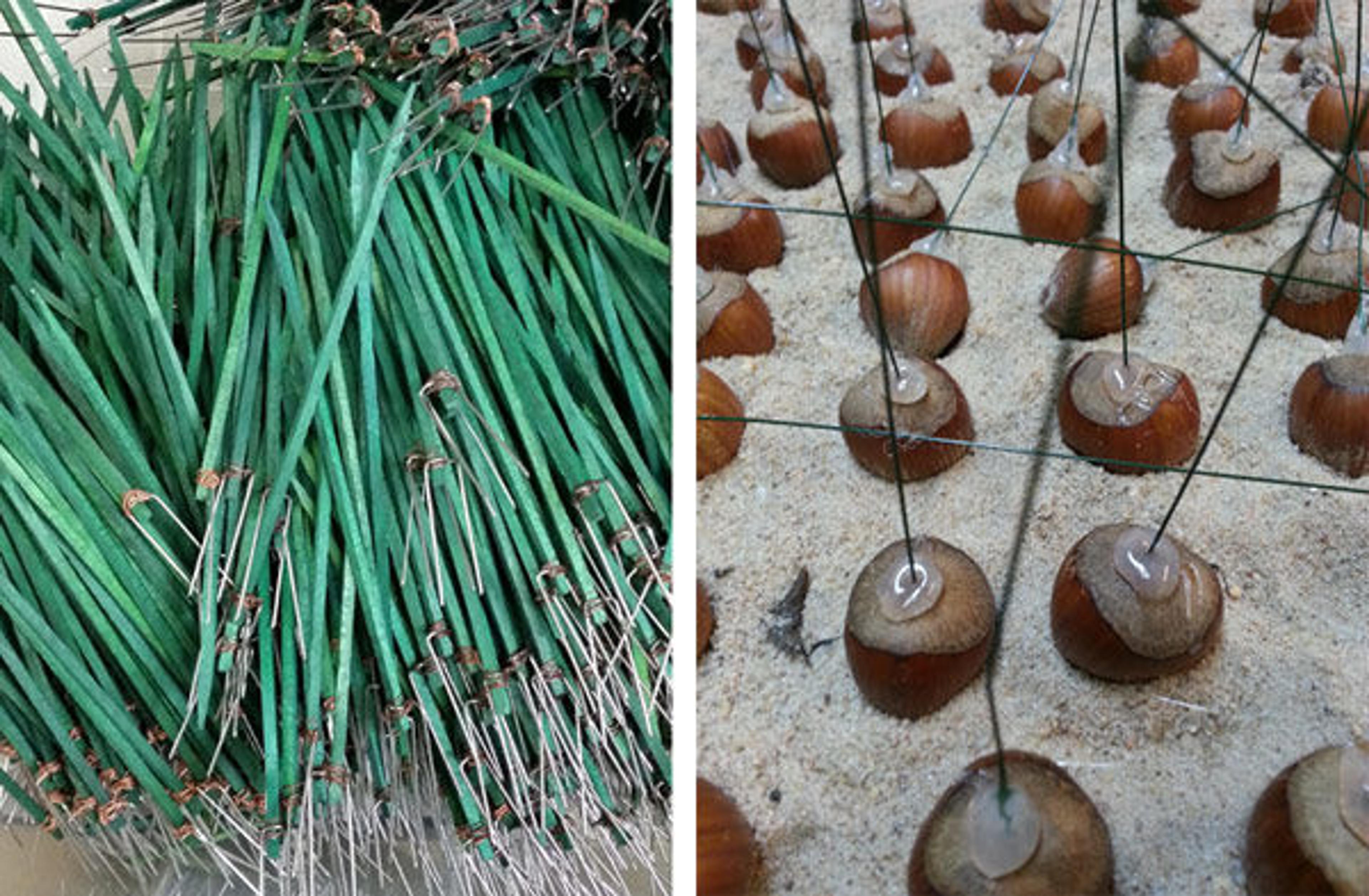 Picks and hazelnuts