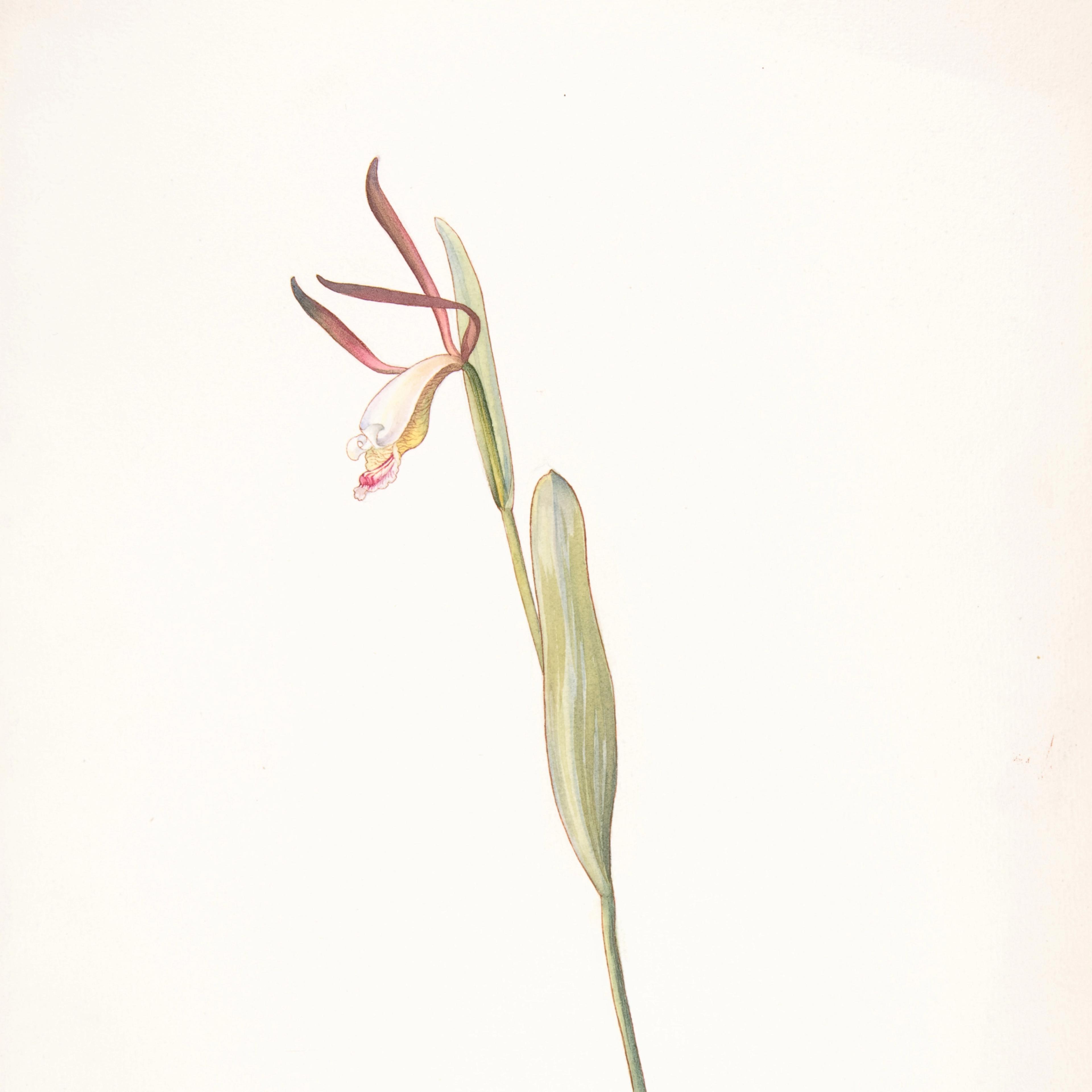 Botanical illustration of a single flower with long leaves and curved pinkish petals on a plain background.