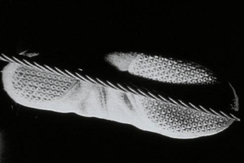 The Body Politic: Video from The Met Collection