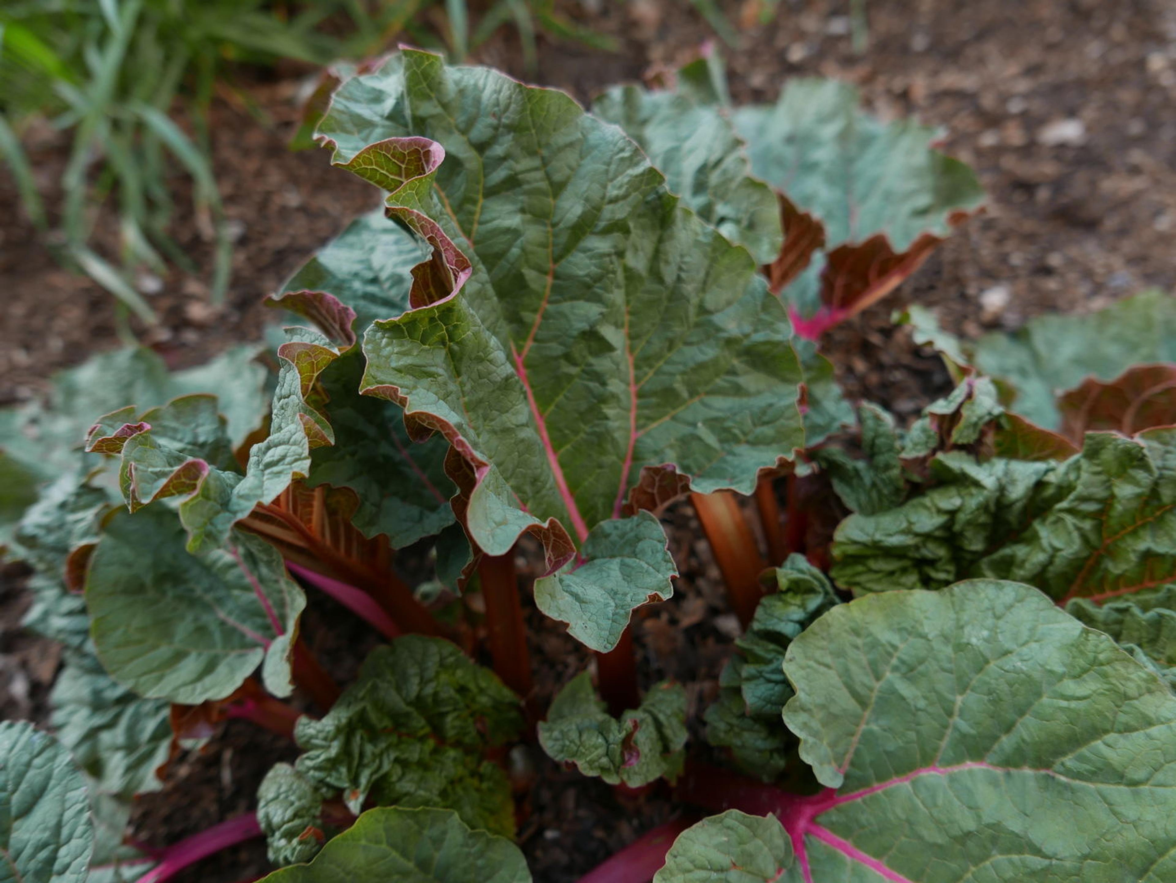 Emerging rhubarb leaves