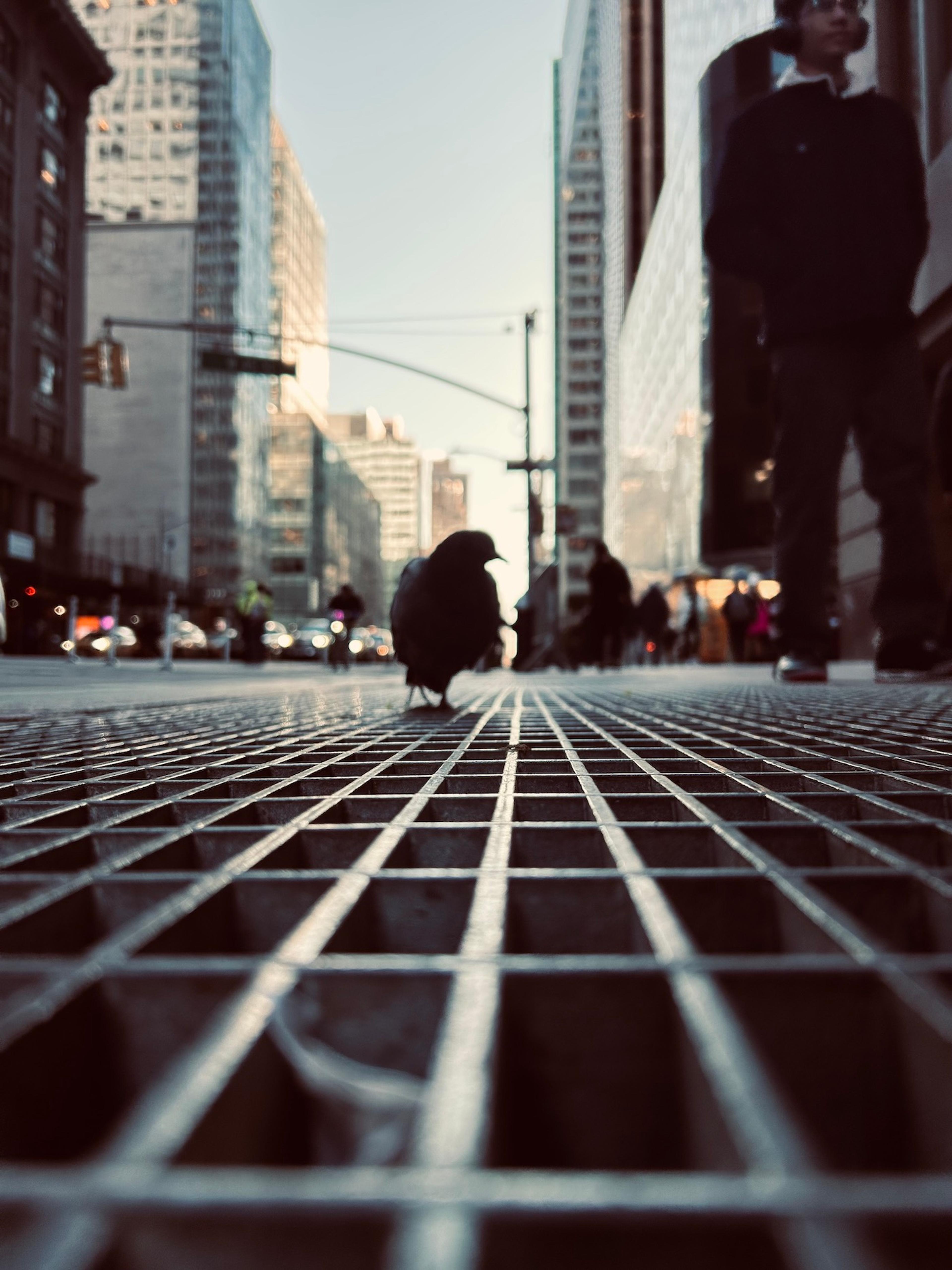 Color photo of Sixth Avenue in Manahattan taken in one- point perspective with the eye level on the ground, directly on top of a sidewalk grate that recedes to the horizon. The dark silhouette of a pigeon stands on the grate at the middle of the photo. Tall buildings, slightly out of focus, rise to the left and right on the horizon line. The sky between the buildings is a pale gray blue. Blurry vehicle lights form a row on the horizon below a traffic light mounted on a pole. At right, the dark silhouetted figure of a person stands further down on the sidewalk grate, a few feet behind the pigeon.