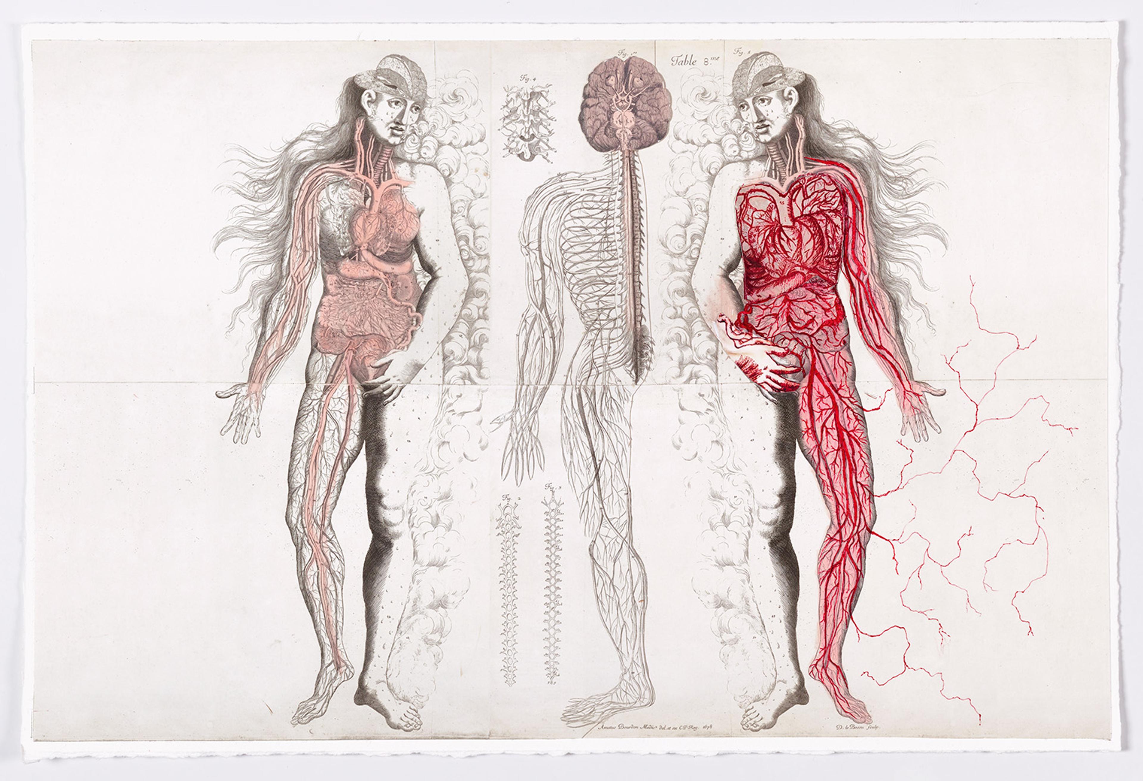Illustration of two female anatomical figures with detailed vascular and nervous systems. The left figure shows the stomach and heart; the right emphasizes arteries in red.