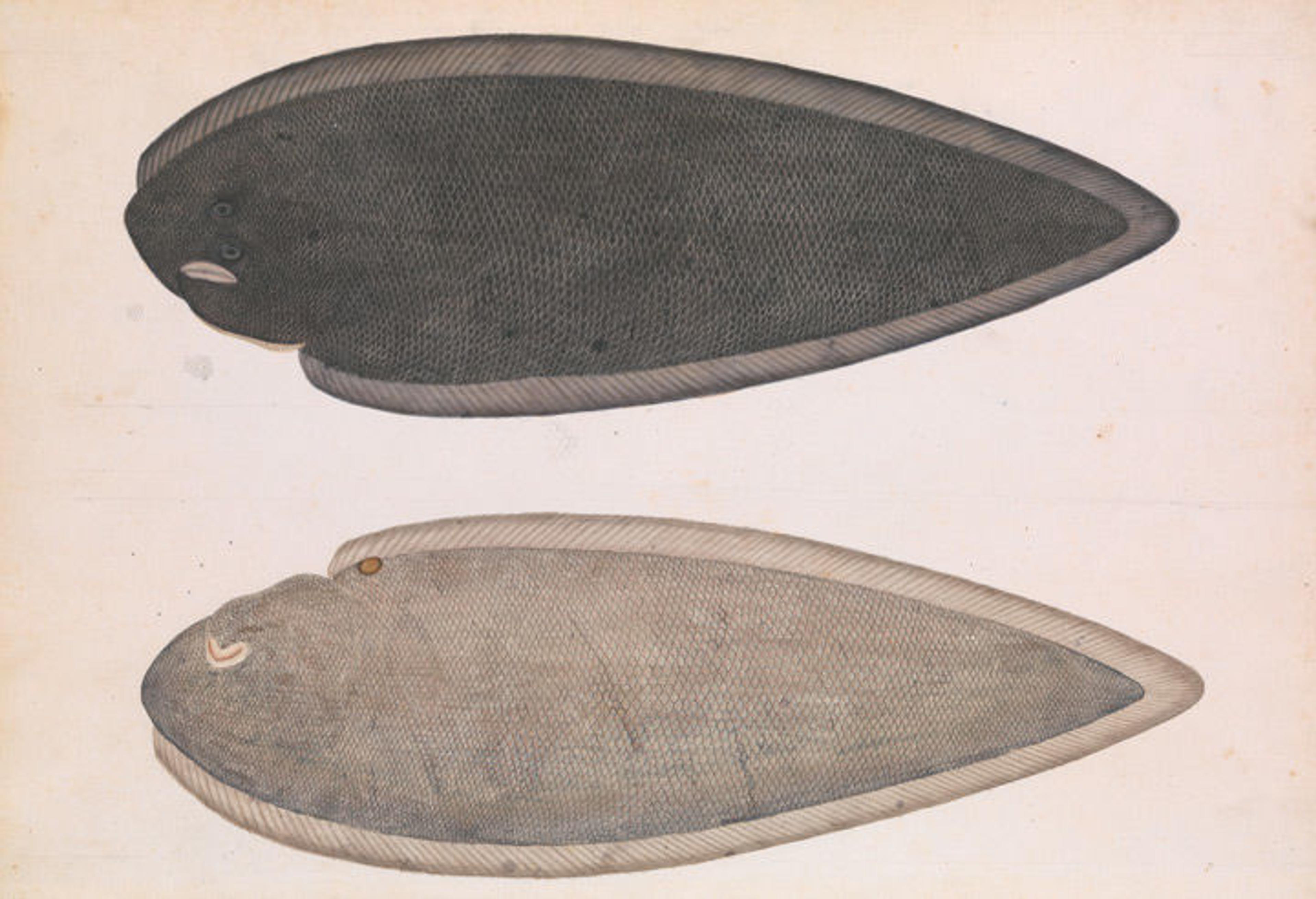 Early 19th-century painting depicting two sides of a Bengal river fish