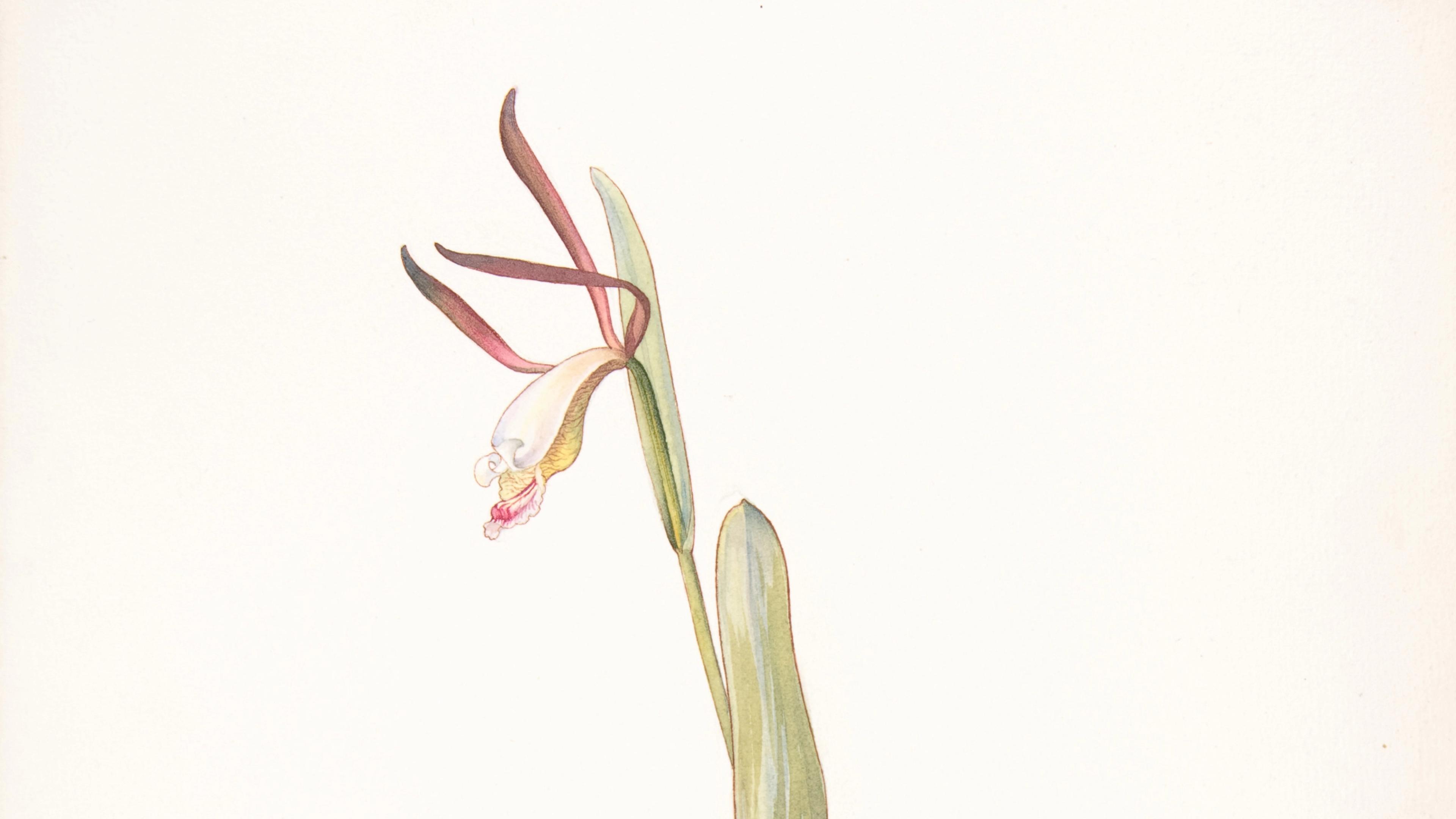 Botanical illustration of a single flower with long leaves and curved pinkish petals on a plain background.