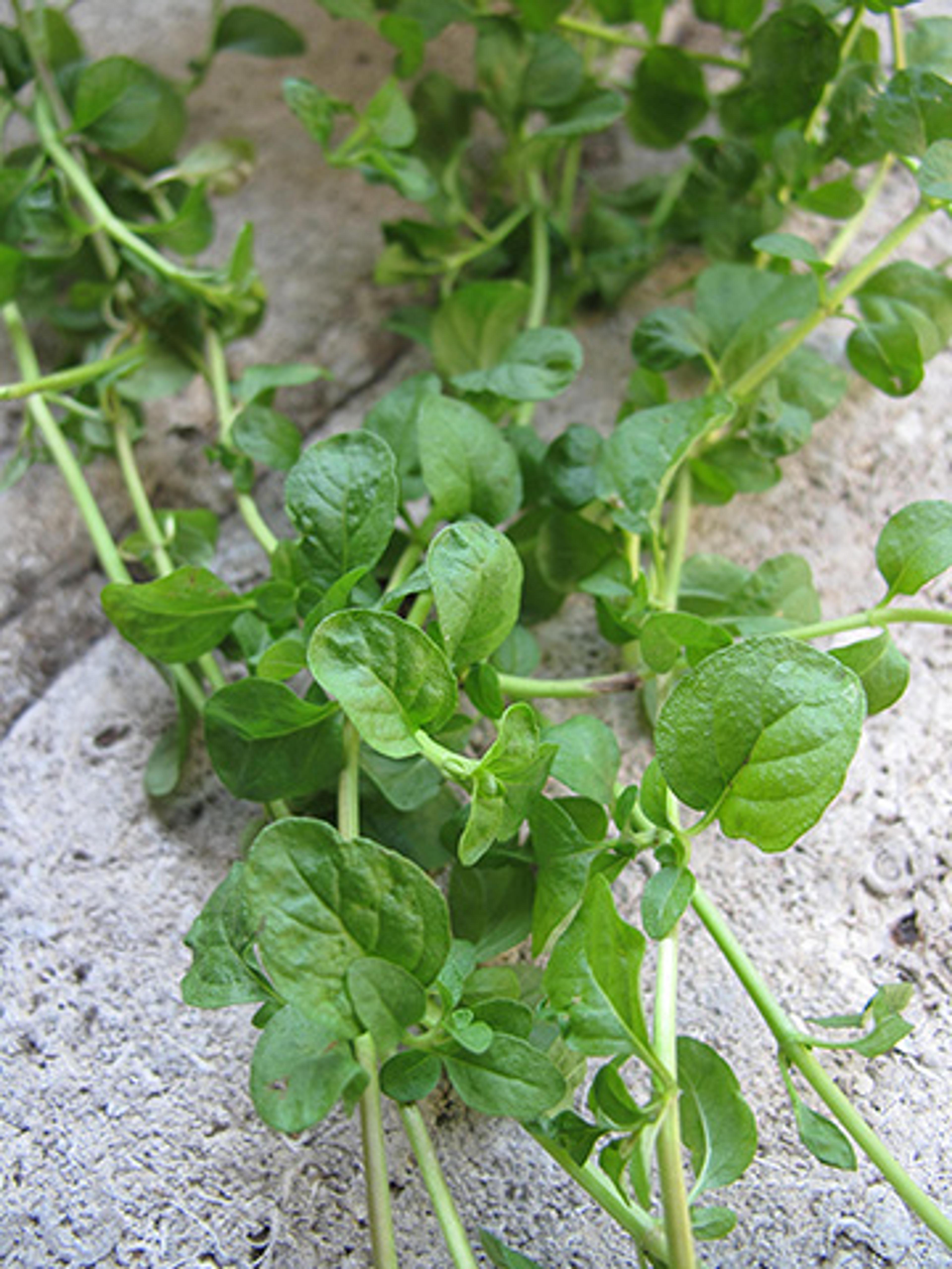 Pennyroyal (Mentha pulegium) is a potent herb. Like mugwort, it was used by midwives in the Middle Ages and is also grown at The Met Cloisters