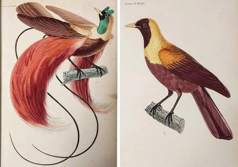 Bird 10