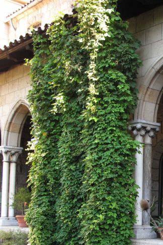 Hop bines grown in Bonnefont Cloister garden.