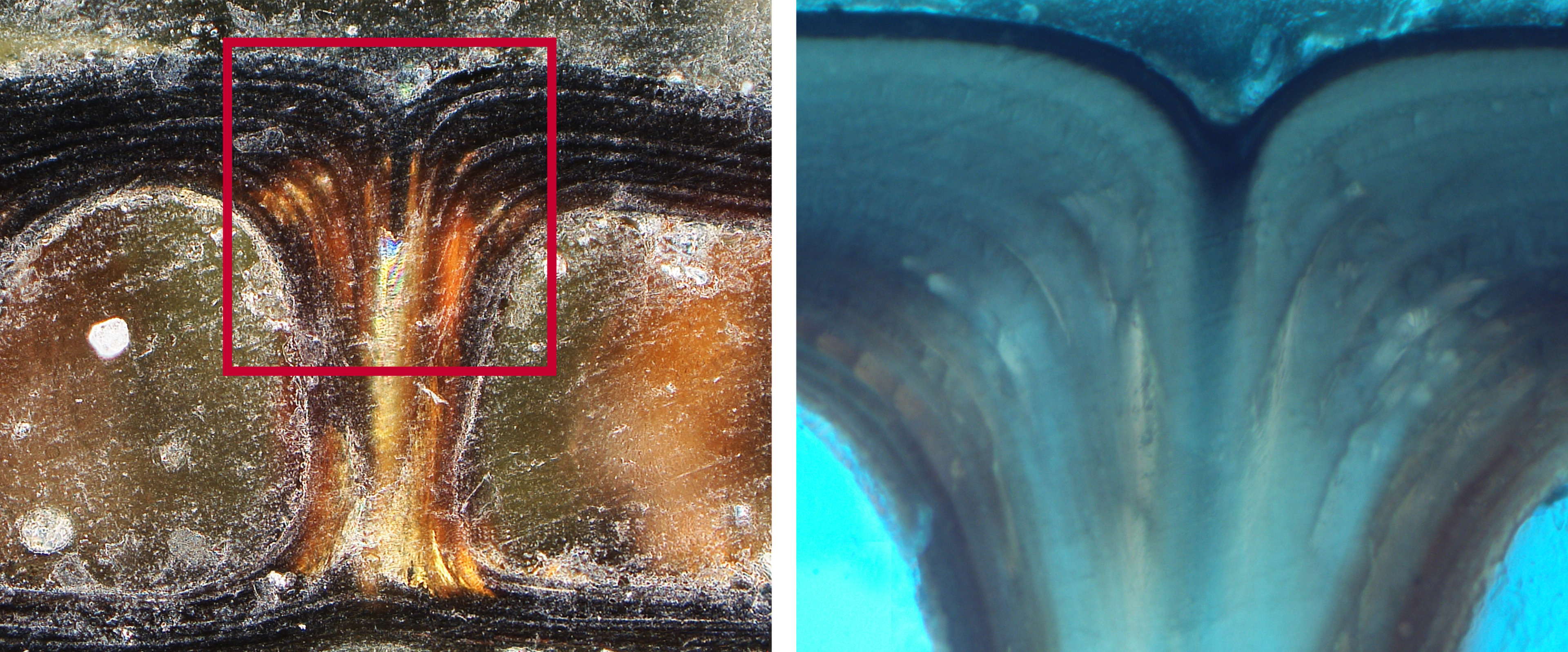 Diptych showing the layers of a beetle exoskeleton