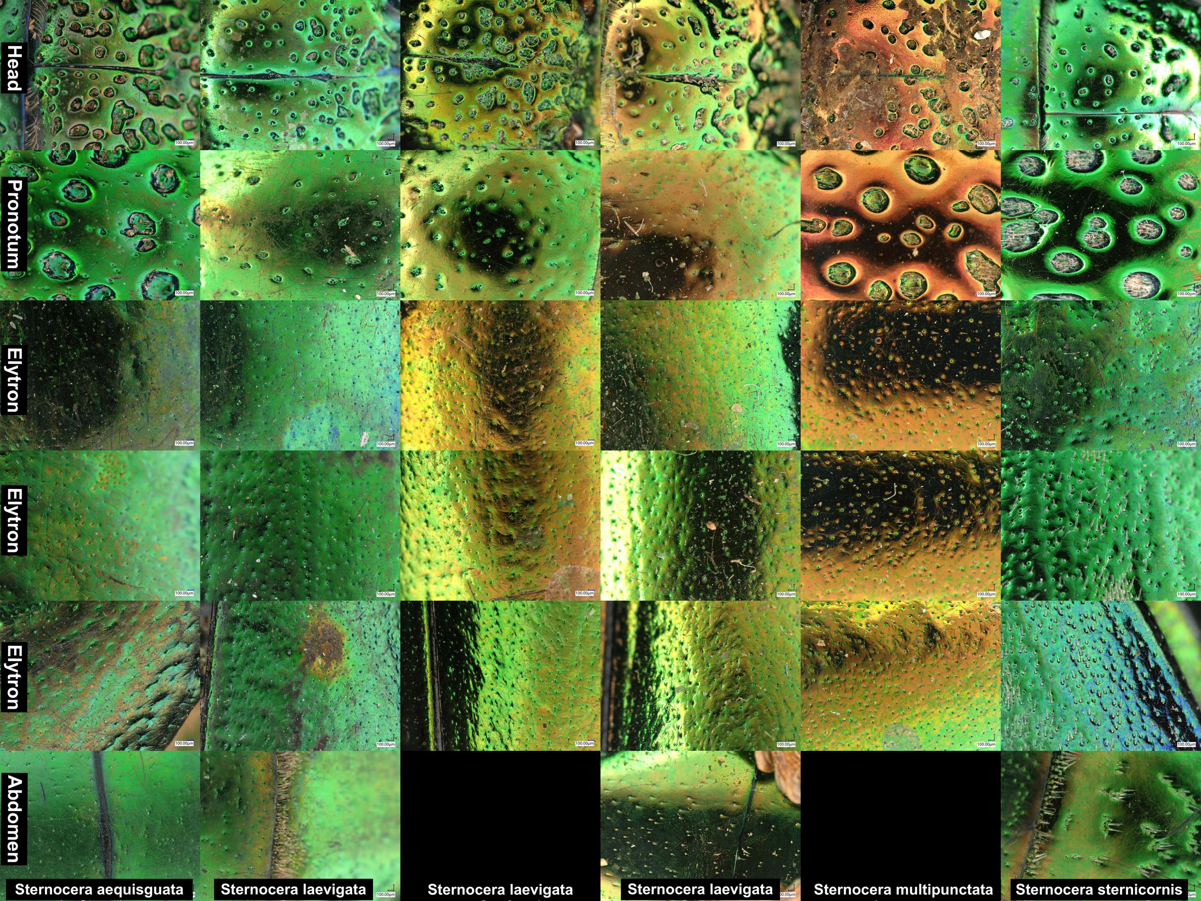 Grid showing thirty-six squares with magnified views of beetle specimens