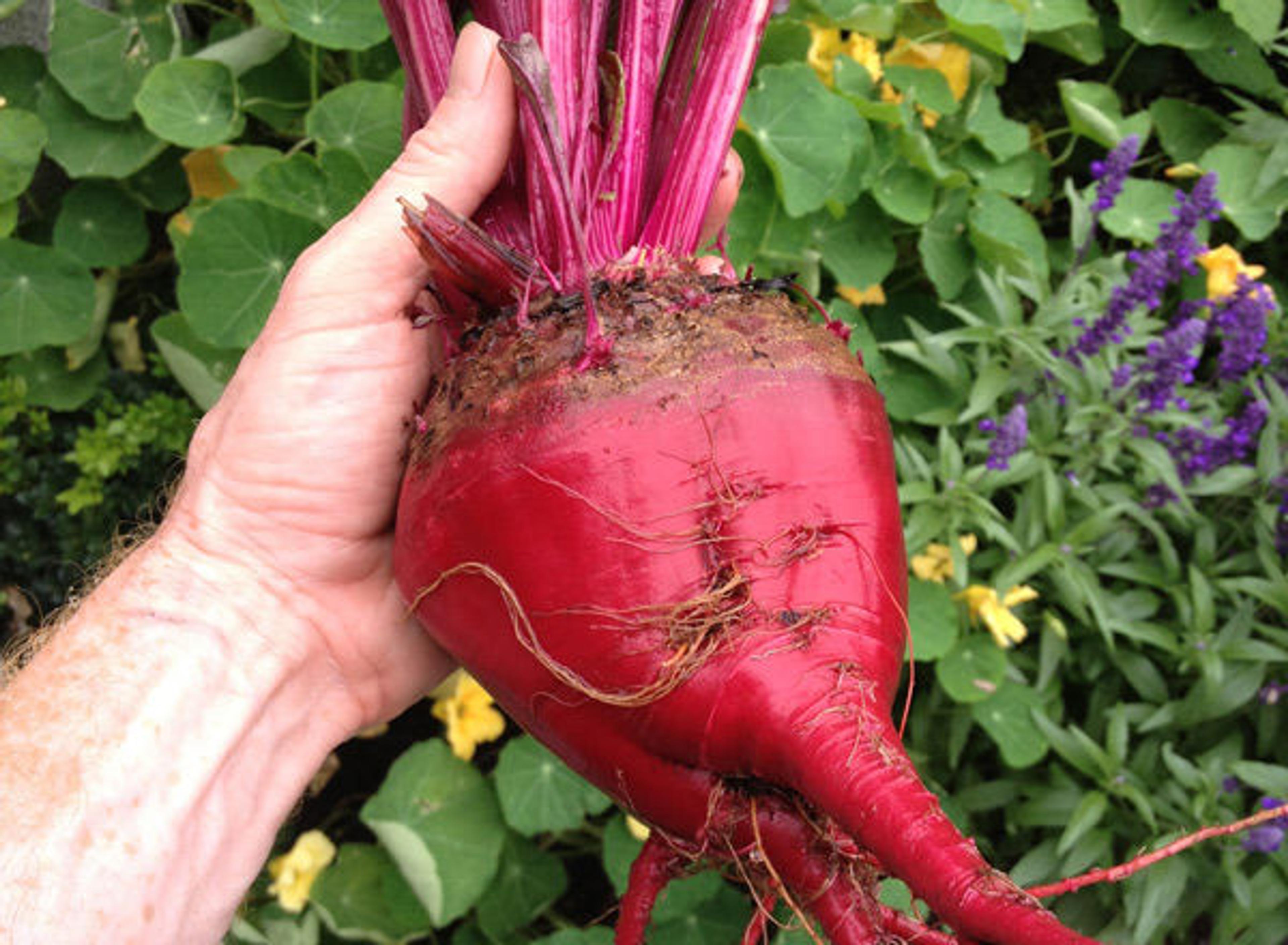 A beet root (Beta vulgaris ssp. vulgaris) and the author's hand