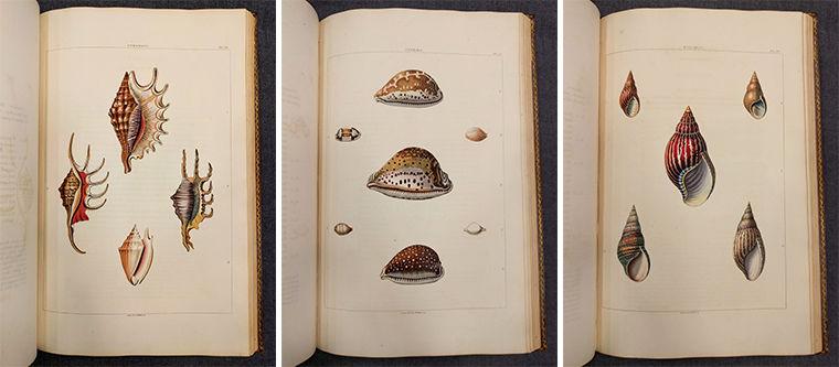 Natural curiosities 9