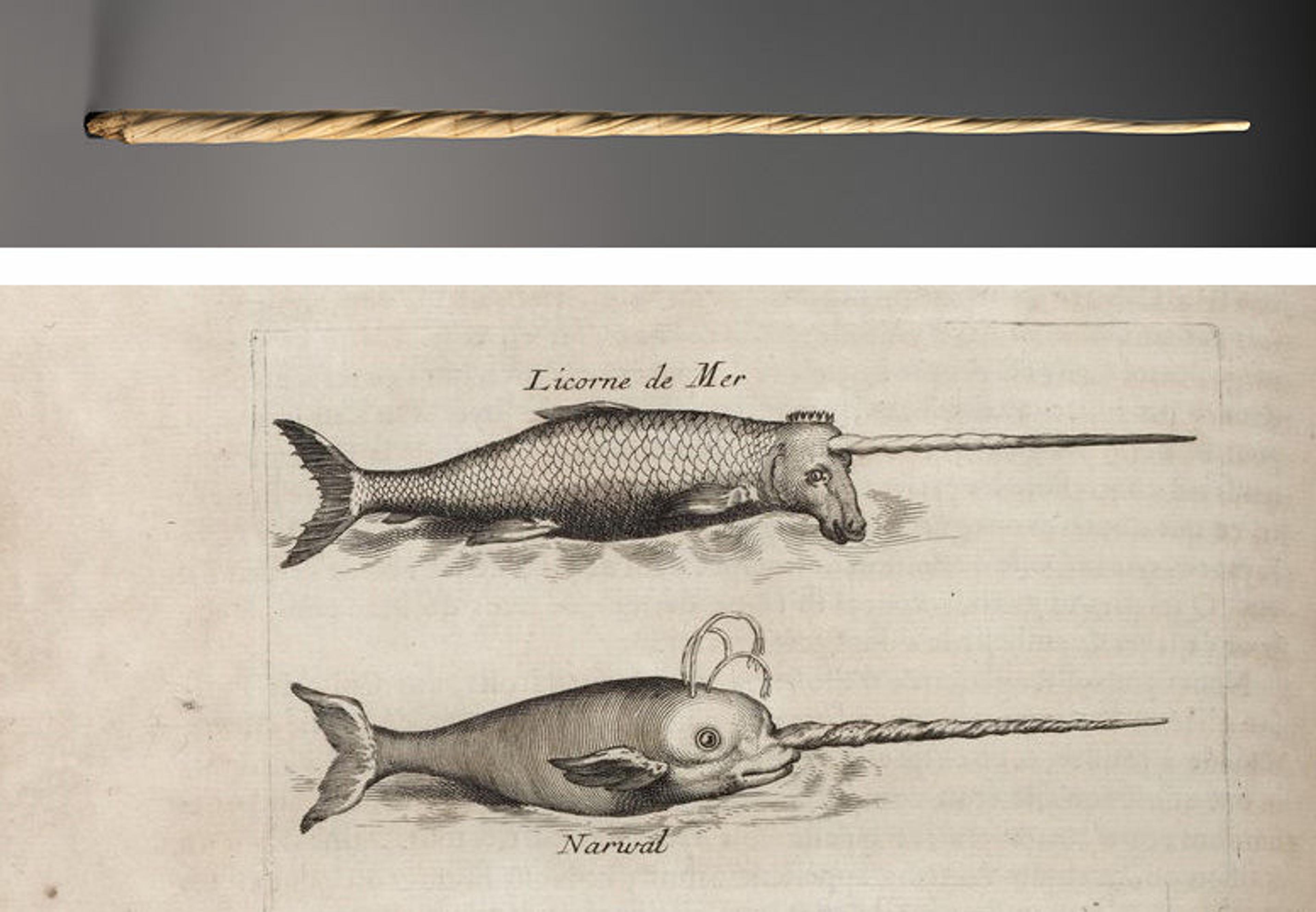 Top: a long narwhal horn oriented horizontally against a grey background. Bottom: Two black ink drawings of narwhals, one below the other. Neither appear to be scientifically accurate, although they appear to be from a scientific textbook. The words "Licorne de Mer" are above the top narwhal and the word "Narwhal" is below the bottom narwhal.