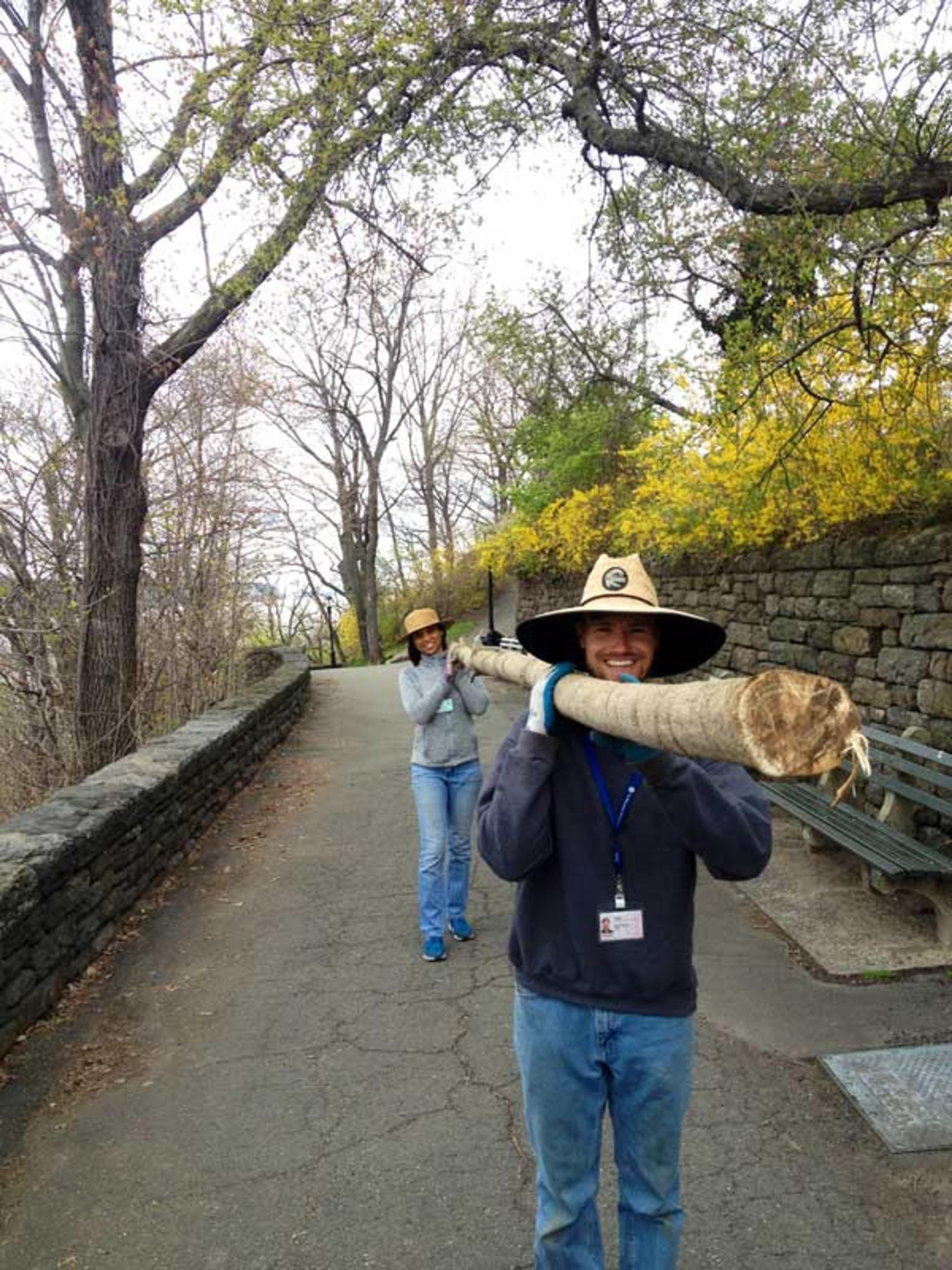 Gardeners Yvette Weaver and Bryan Stevenson transport a pole to The Cloisters Museum and Gardens. Photograph by Caleb Leech