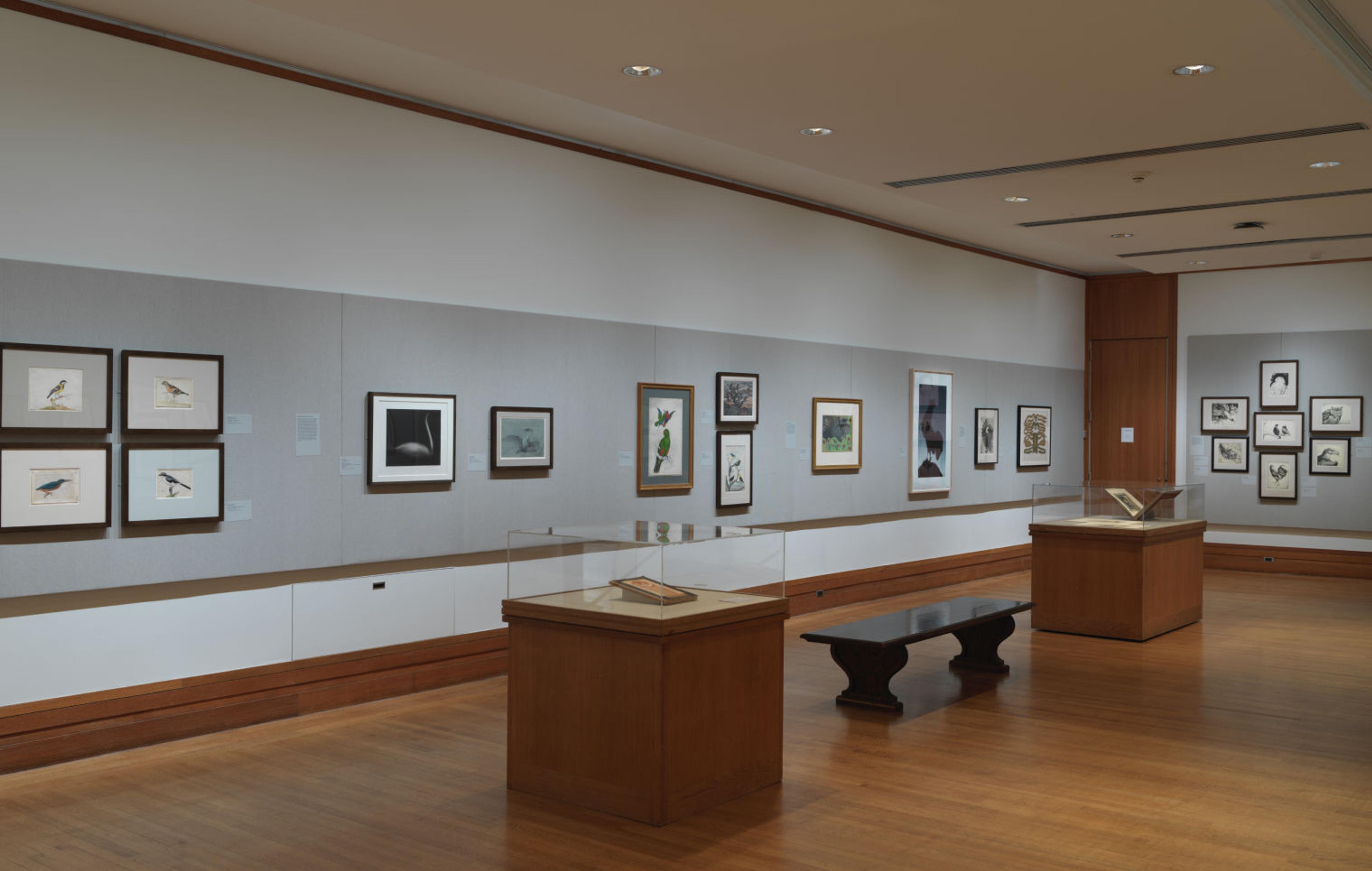 View of the Robert Wood Johnson Gallery showing drawings and prints of birds