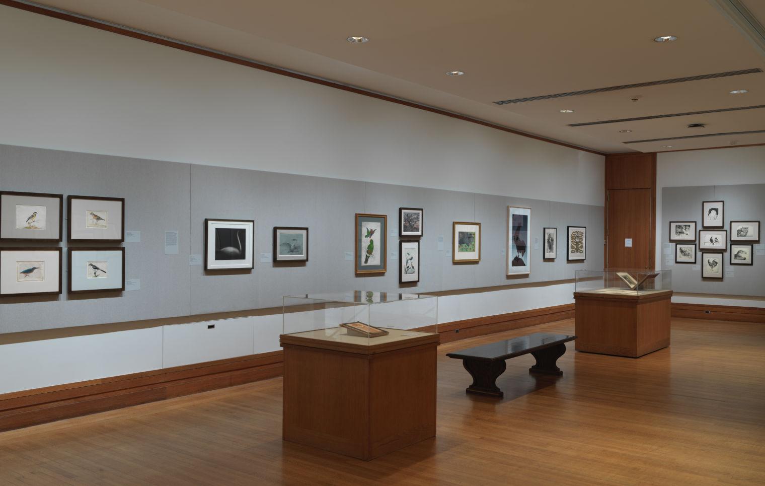 View of the Robert Wood Johnson Gallery showing drawings and prints of birds