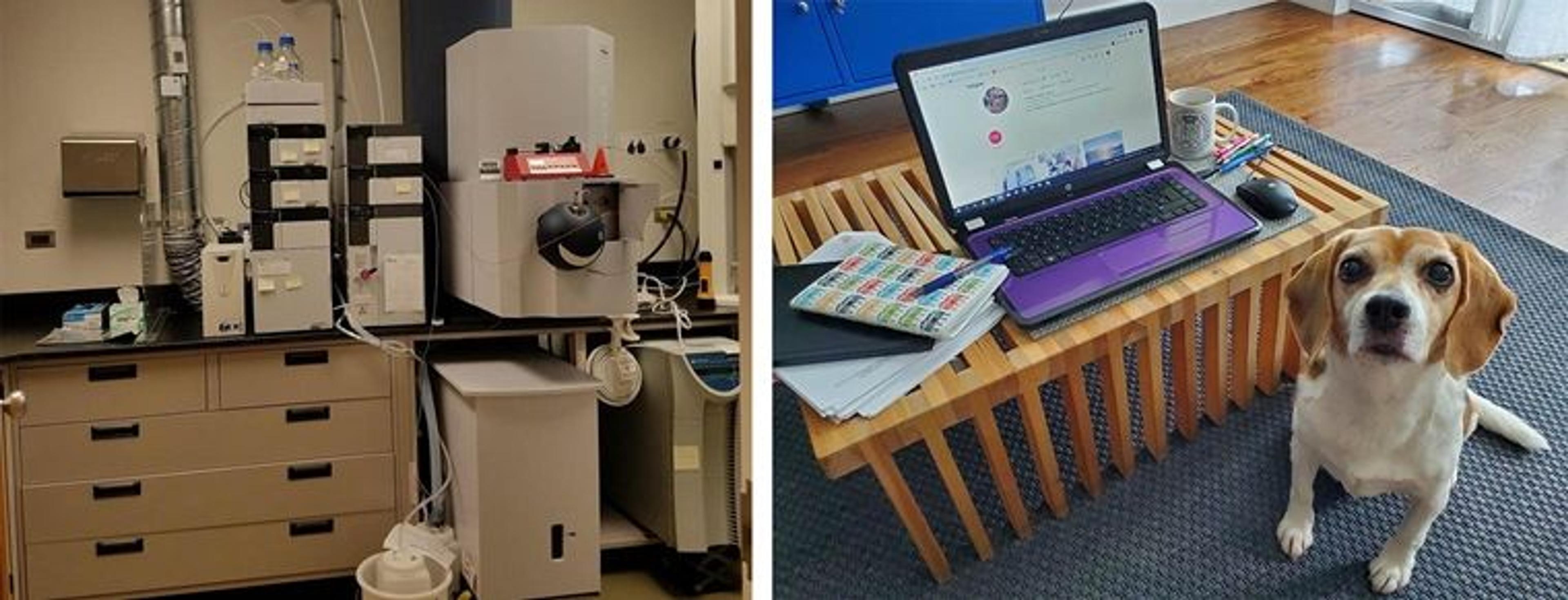 Left: a large piece of scientific equipment in a laboratory. Right: a small dog faces the camera, seated next to a laptop on a coffee table displaying the Metscience Instagram page.