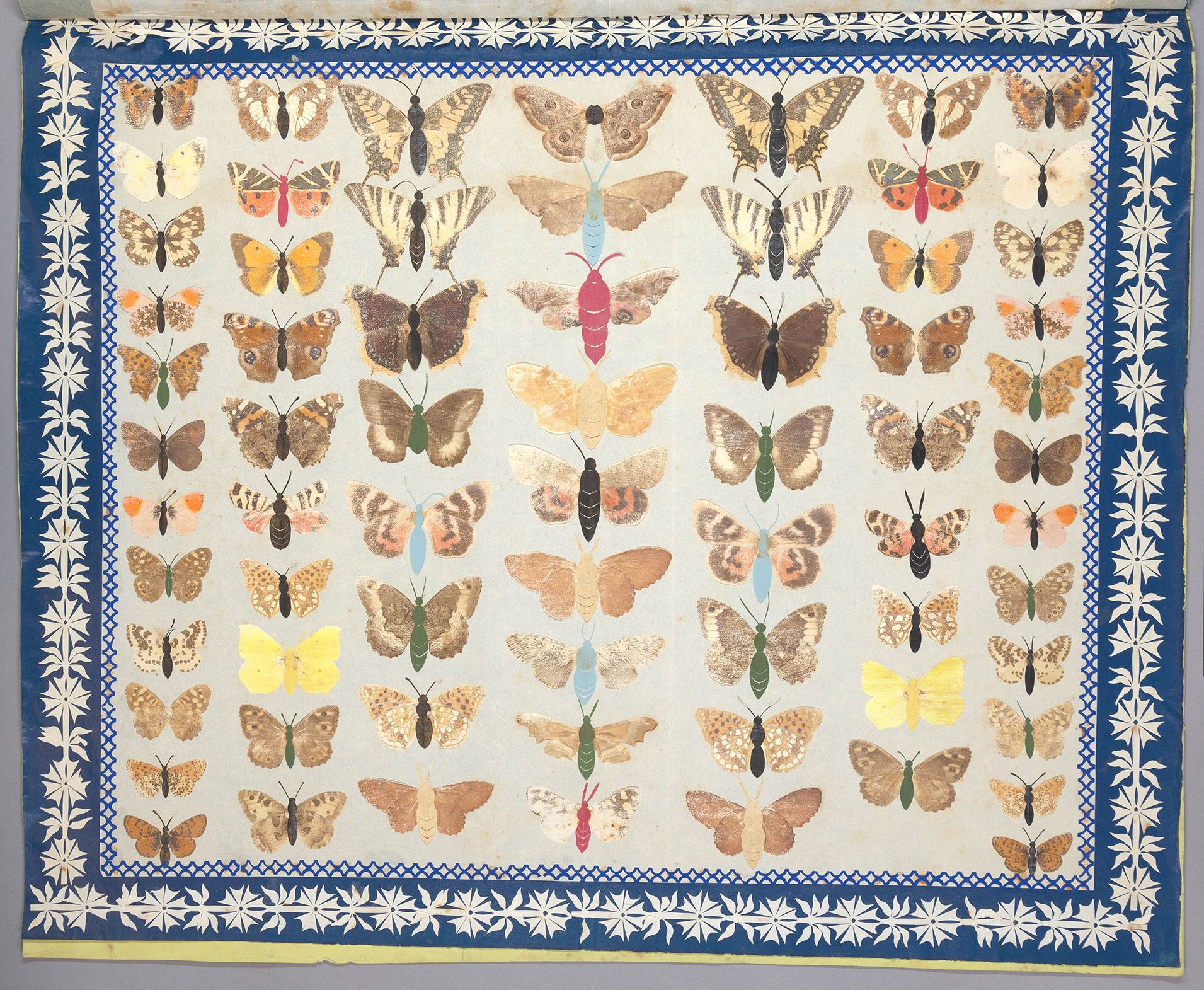 38 butterflies