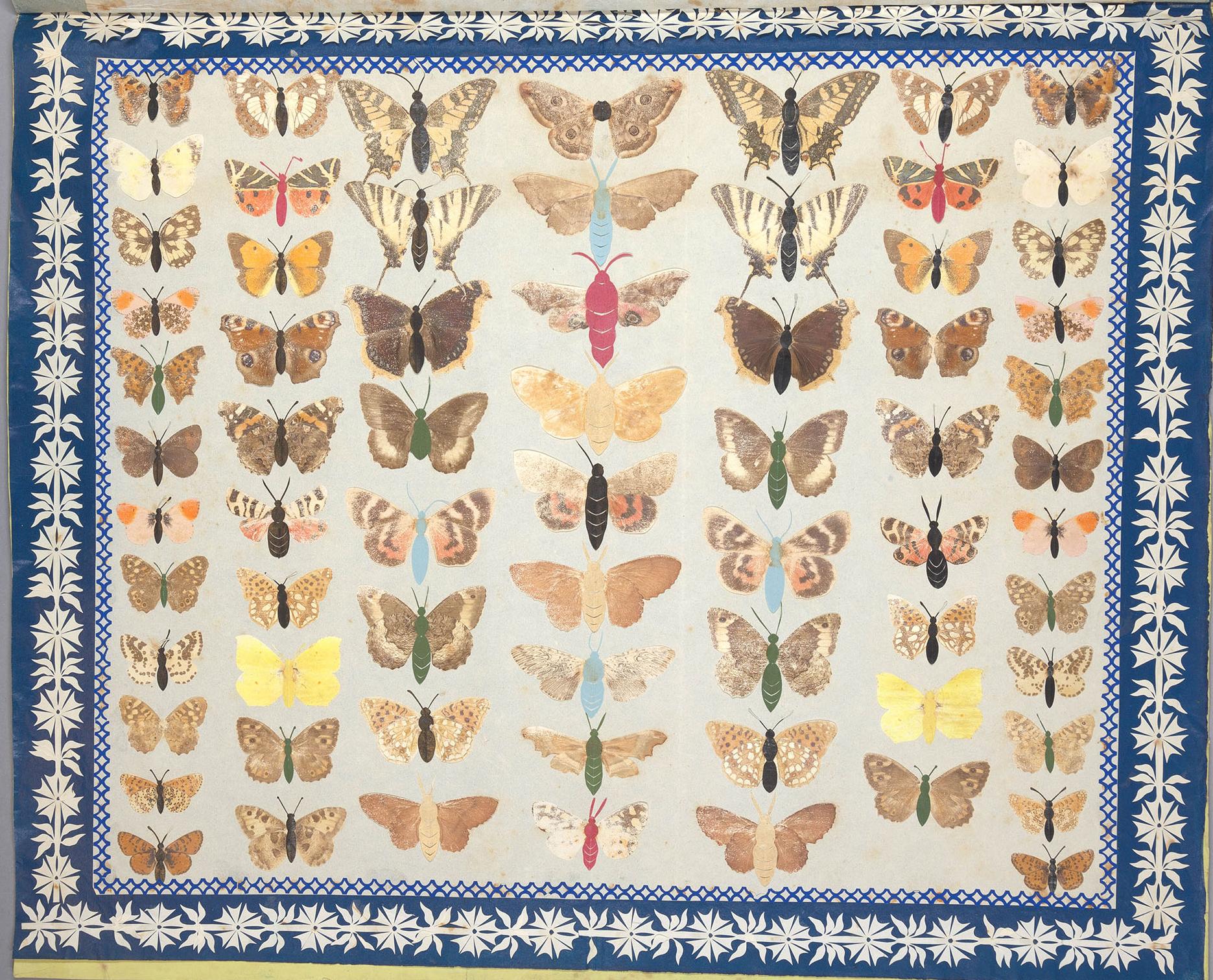 38 butterflies