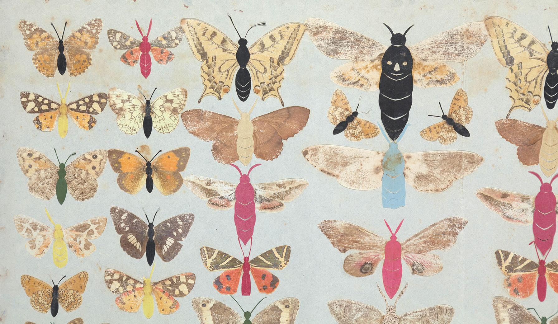 Detail of several butterflies