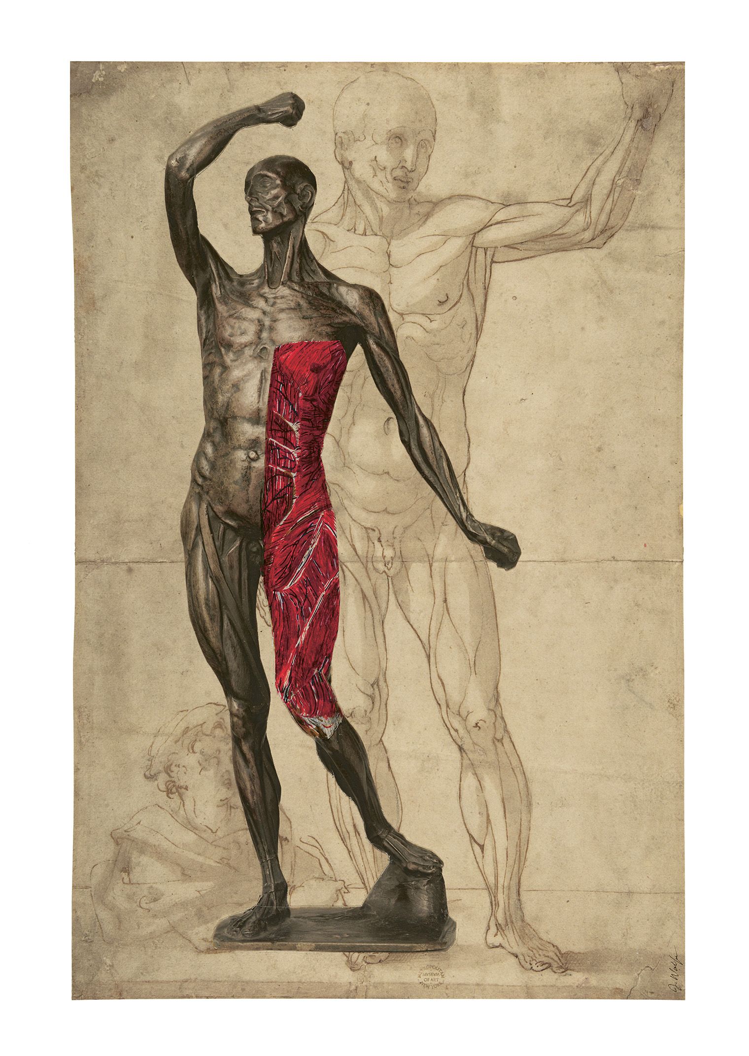 A detailed anatomical drawing features a muscular male figure. His right side shows exposed muscles in red, highlighting anatomy.