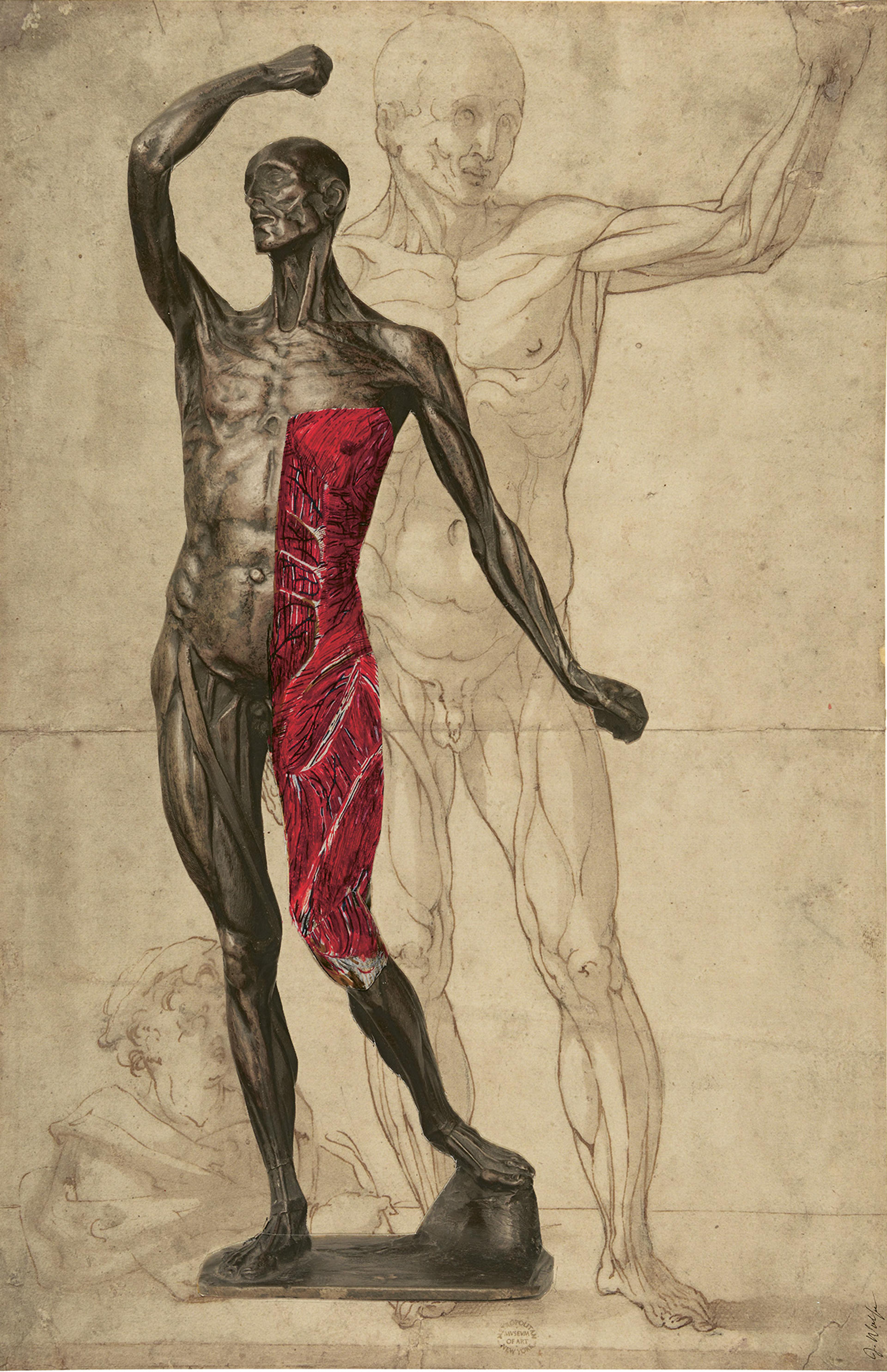 A detailed anatomical drawing features a muscular male figure. His right side shows exposed muscles in red, highlighting anatomy.