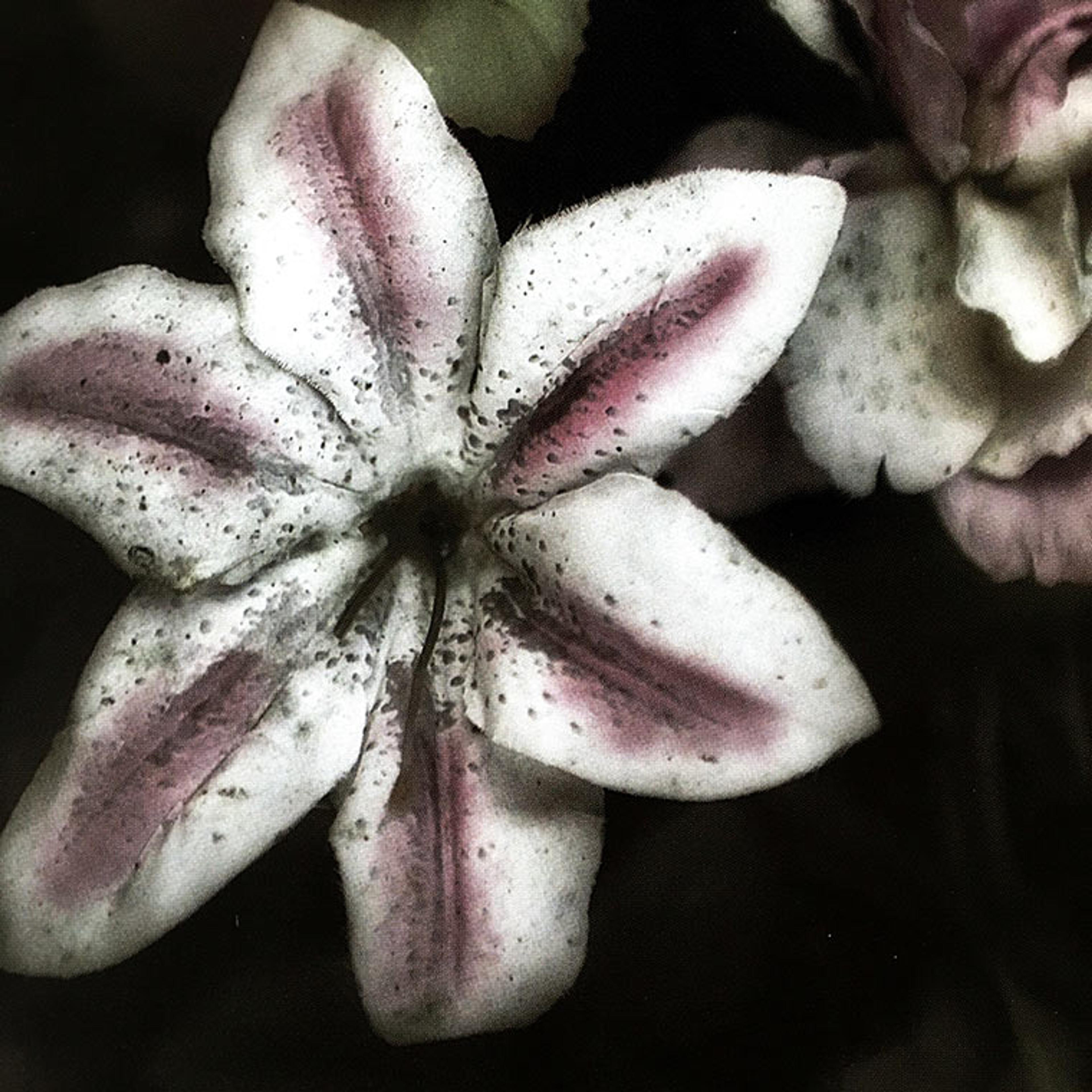 Photographic reproduction of a flower from Pierluigi Fresia