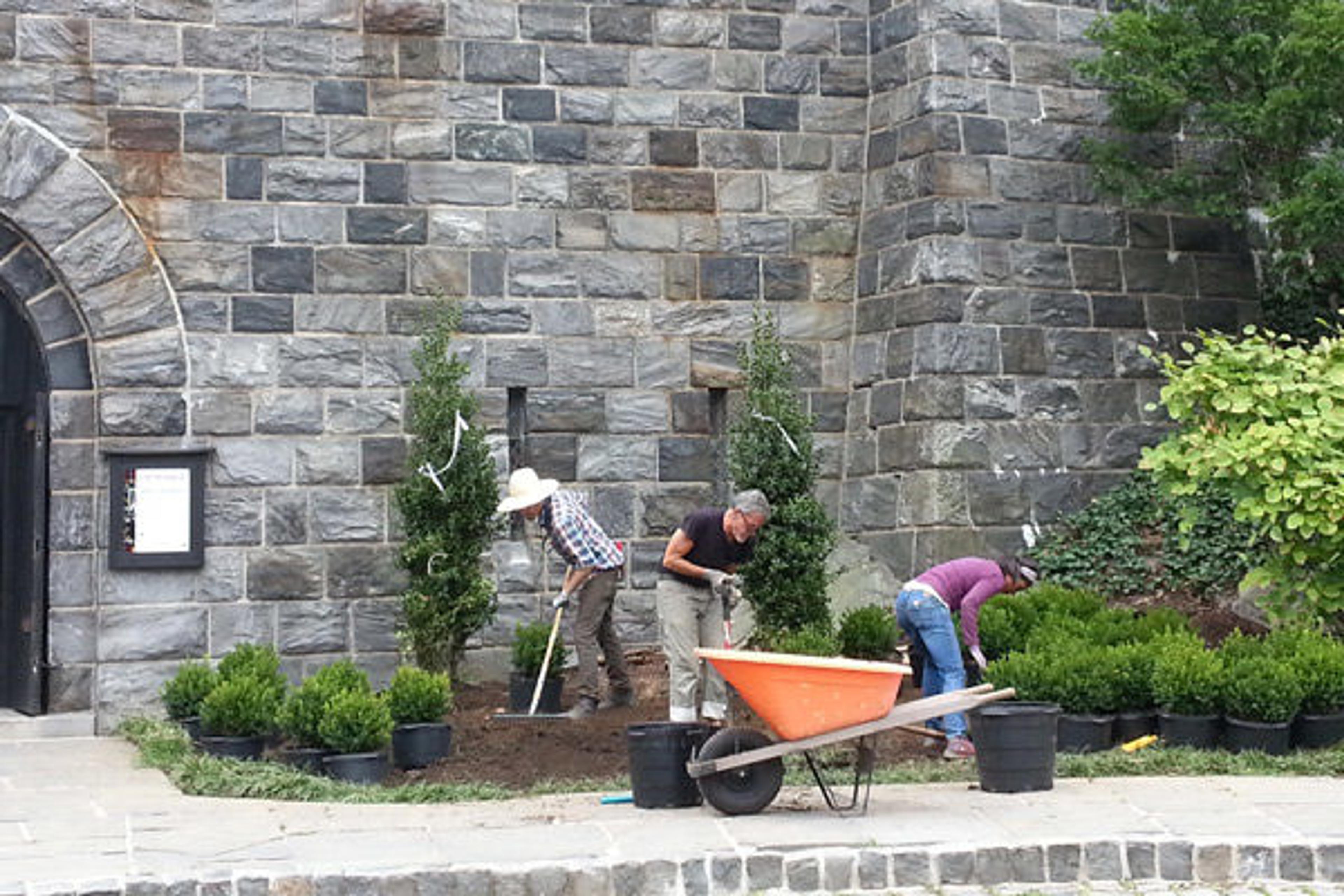 Planting holly at The Cloisters