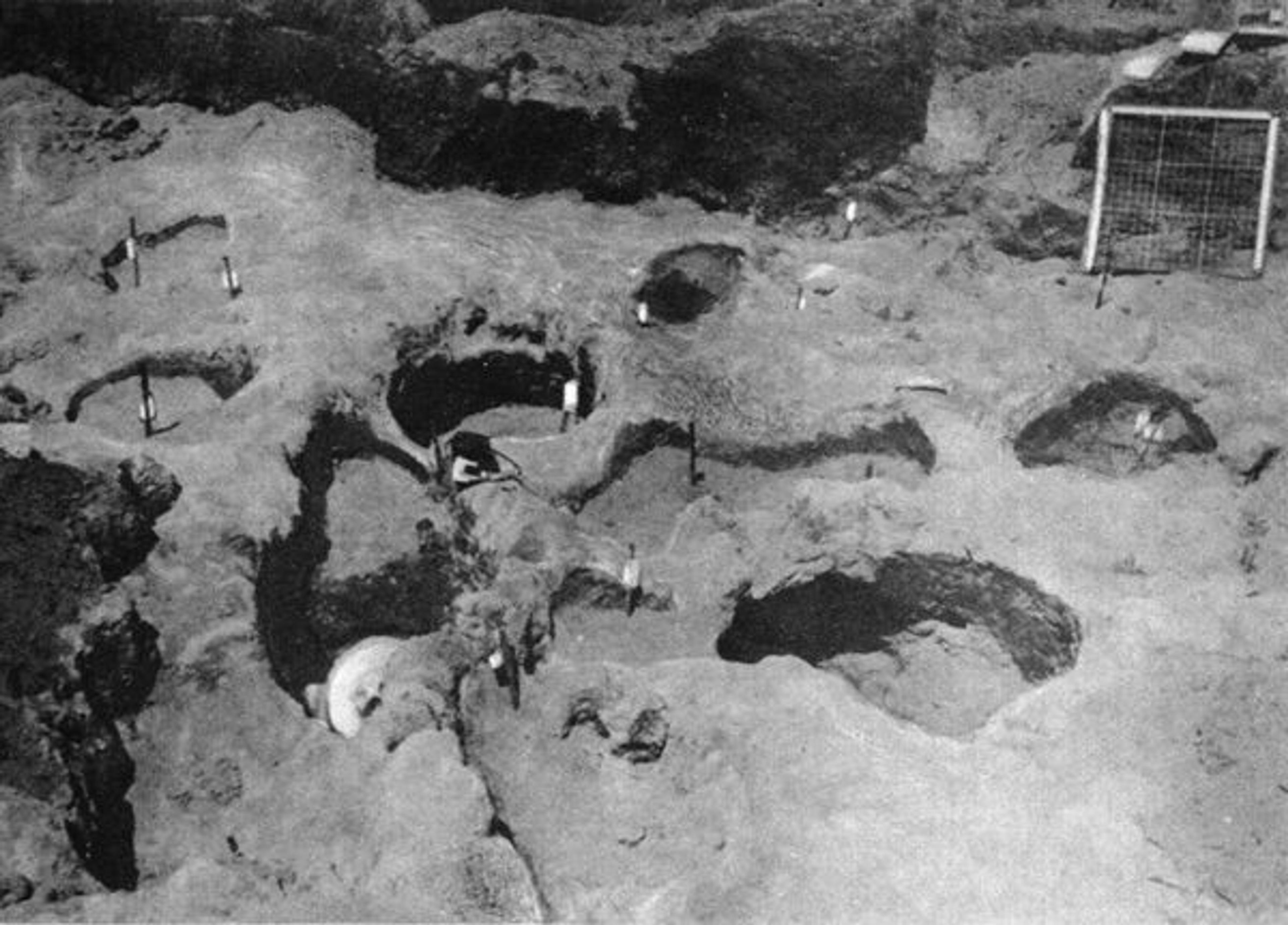 Fig. 2. View of Venado Beach burials. Lothrop, 1954: fig. 60.