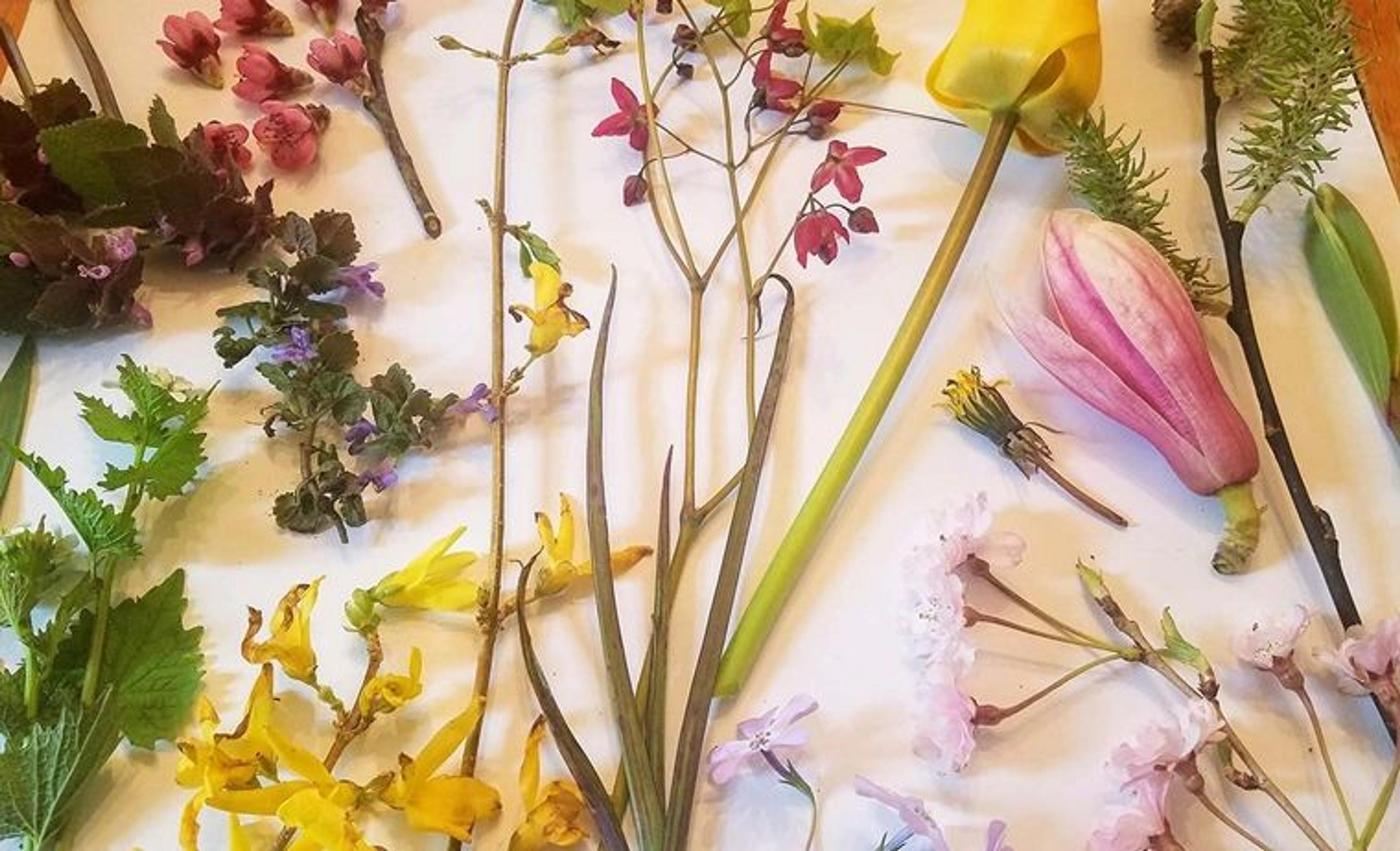 Various flowers and herbs arranged on a white piece of paper.